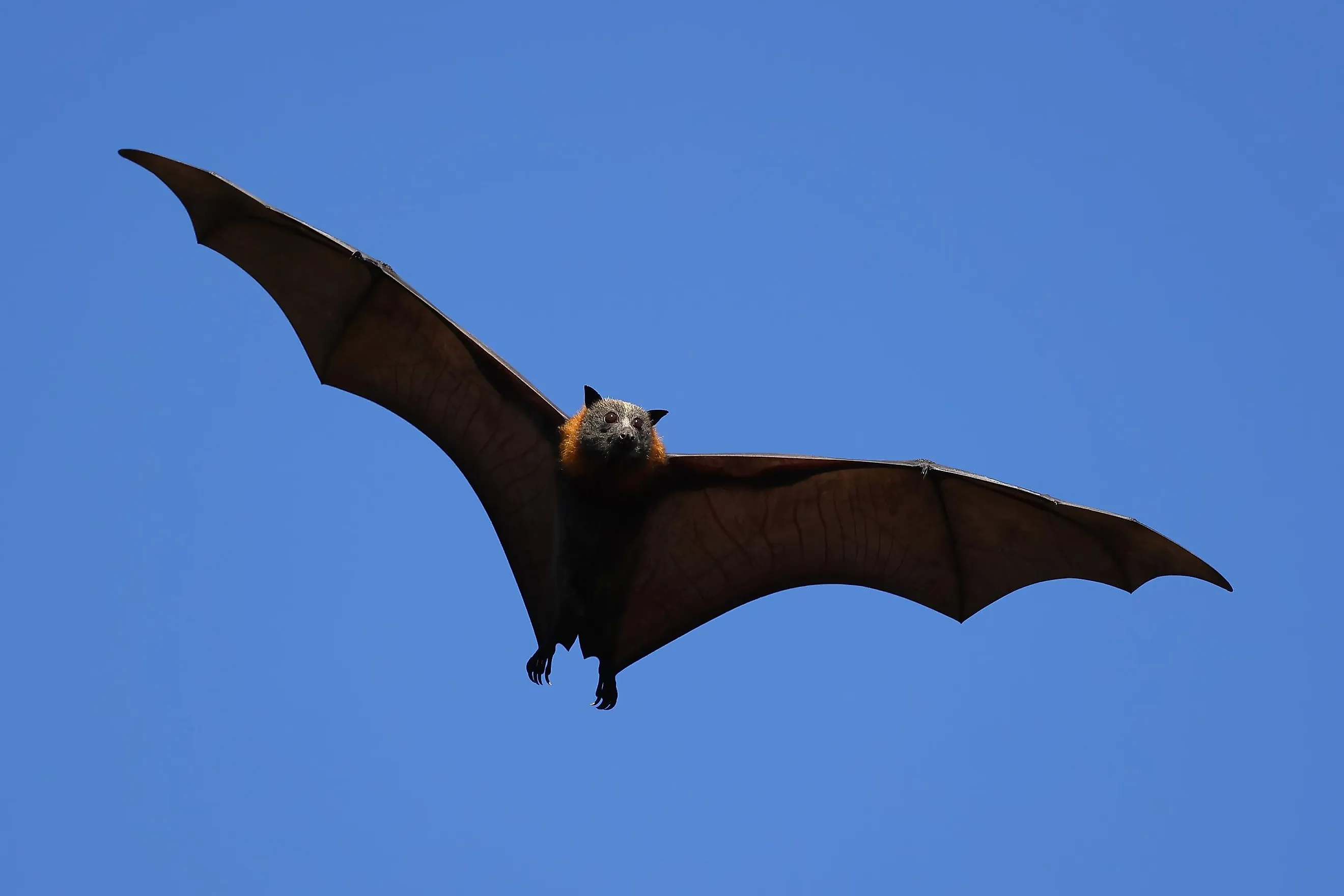 Australian Flying Fox in flight