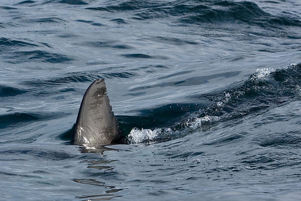 Shark finning is the cruel practice of cutting off shark fins.