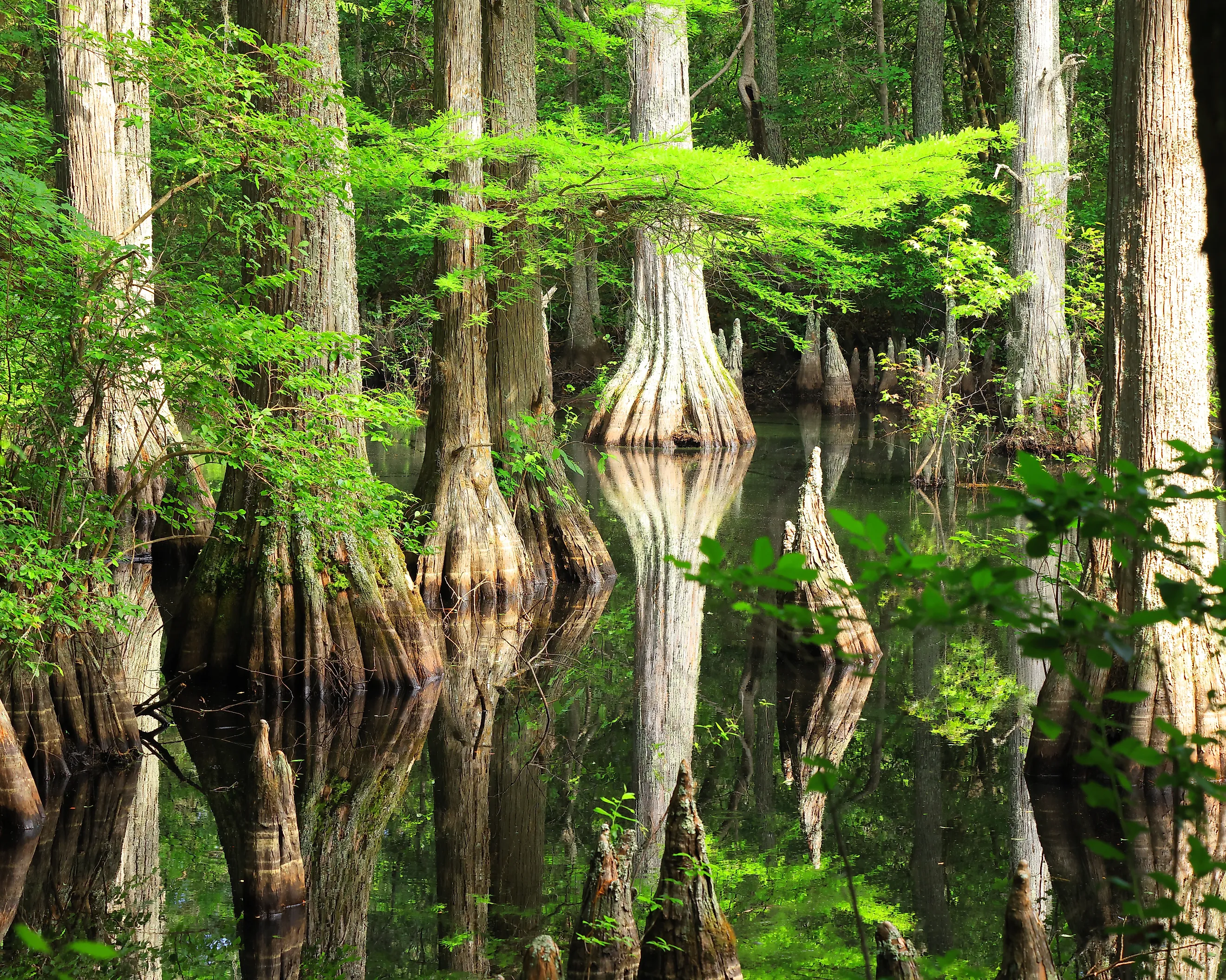 Cypress trees and their reflections along a trail in early summer at First Landing State Park in Virginia Beach, Virginia