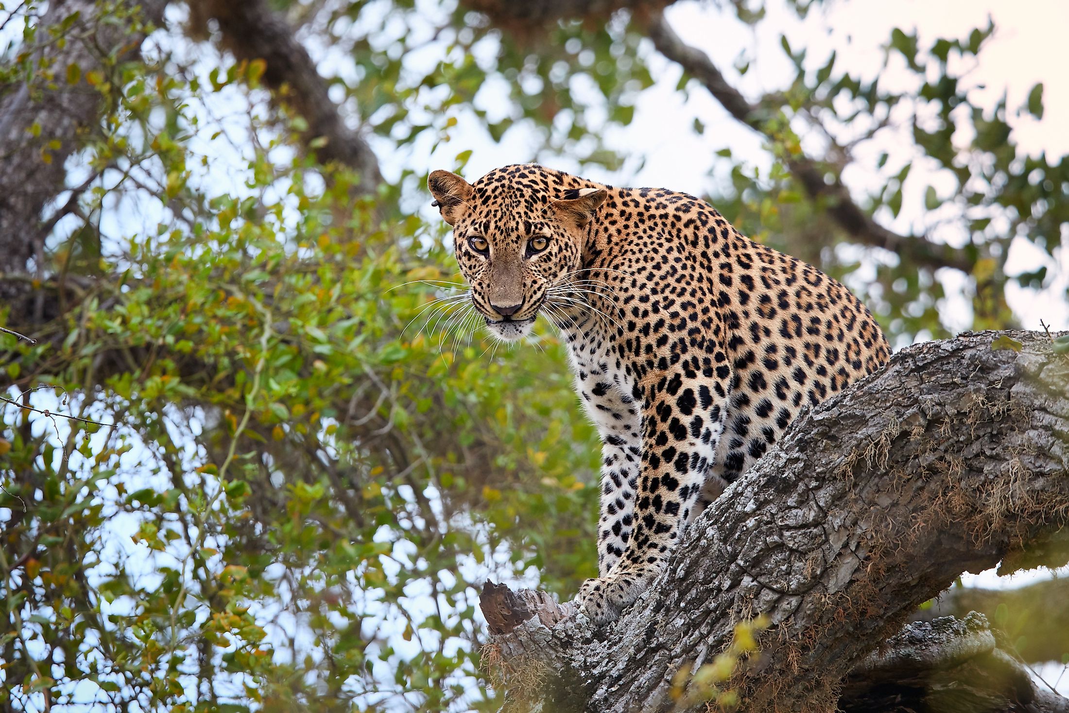 A leopard in the Yala National Park, Sri Lanka.