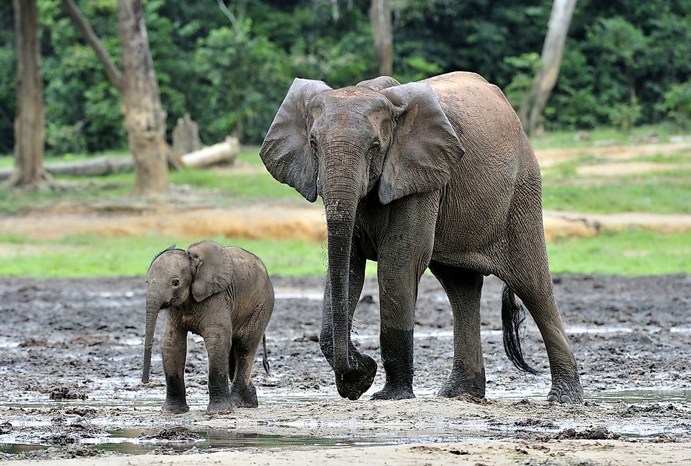 Forest elephants can be found in Nouabalé-Ndoki National Park.