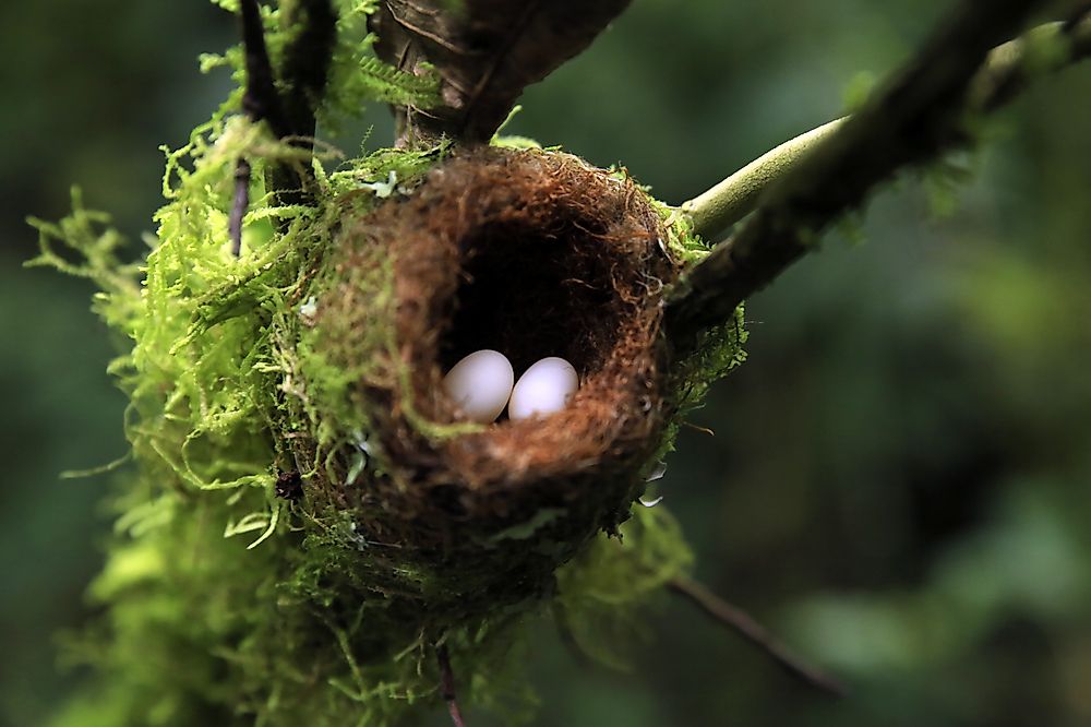 Hummingbird eggs are among the smallest eggs ever laid by birds.