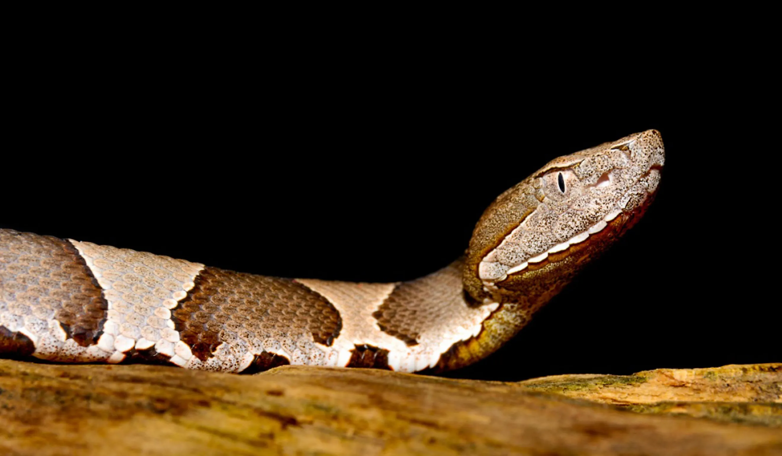 Close-up of a copperhead snake.