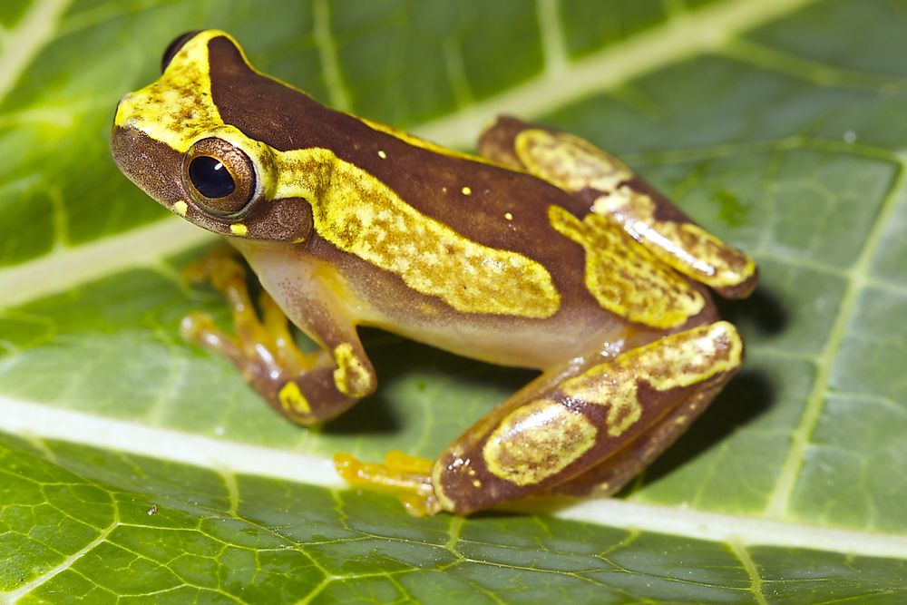 An hourglass tree frog.