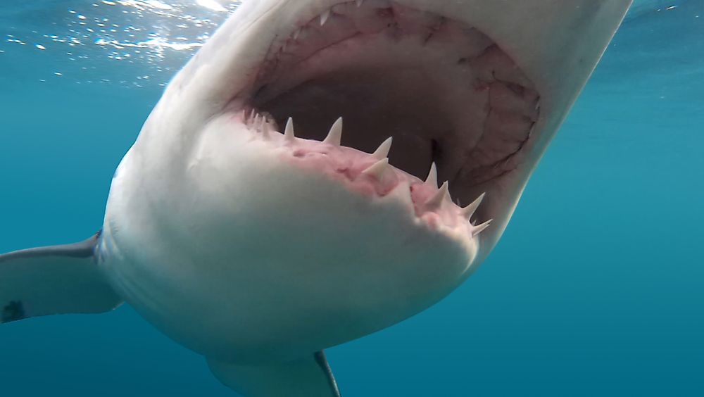It is estimated how a shark can change up to 30,000 teeth during their lifetime