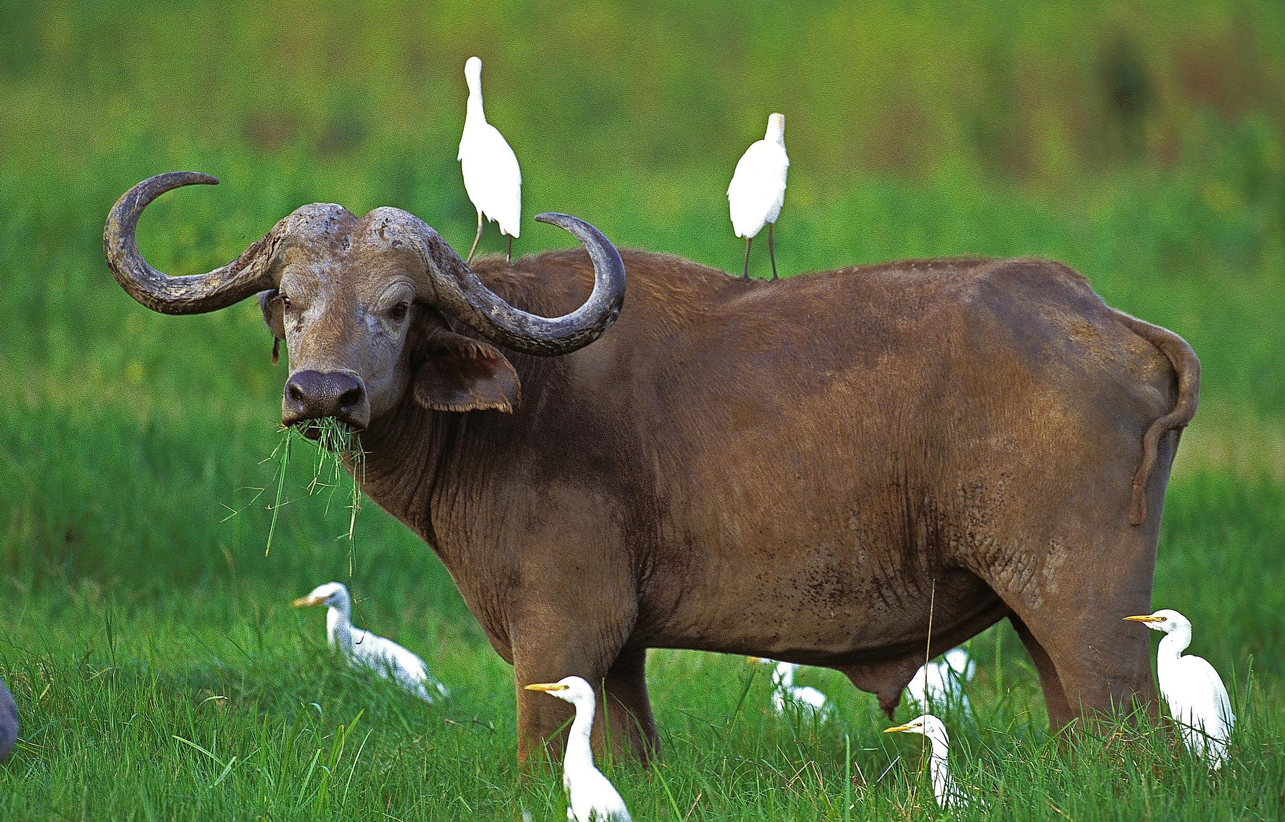 Buffalo surrounded by cattle egret - an example of commensalism.