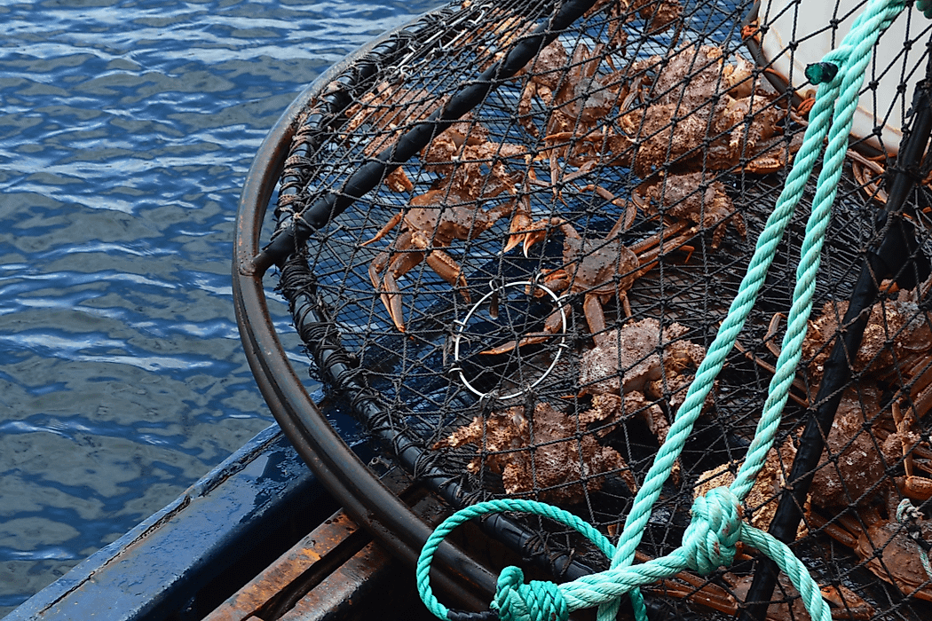 Rising pH effects marine life, which in turn effects economic activities such as fishing.