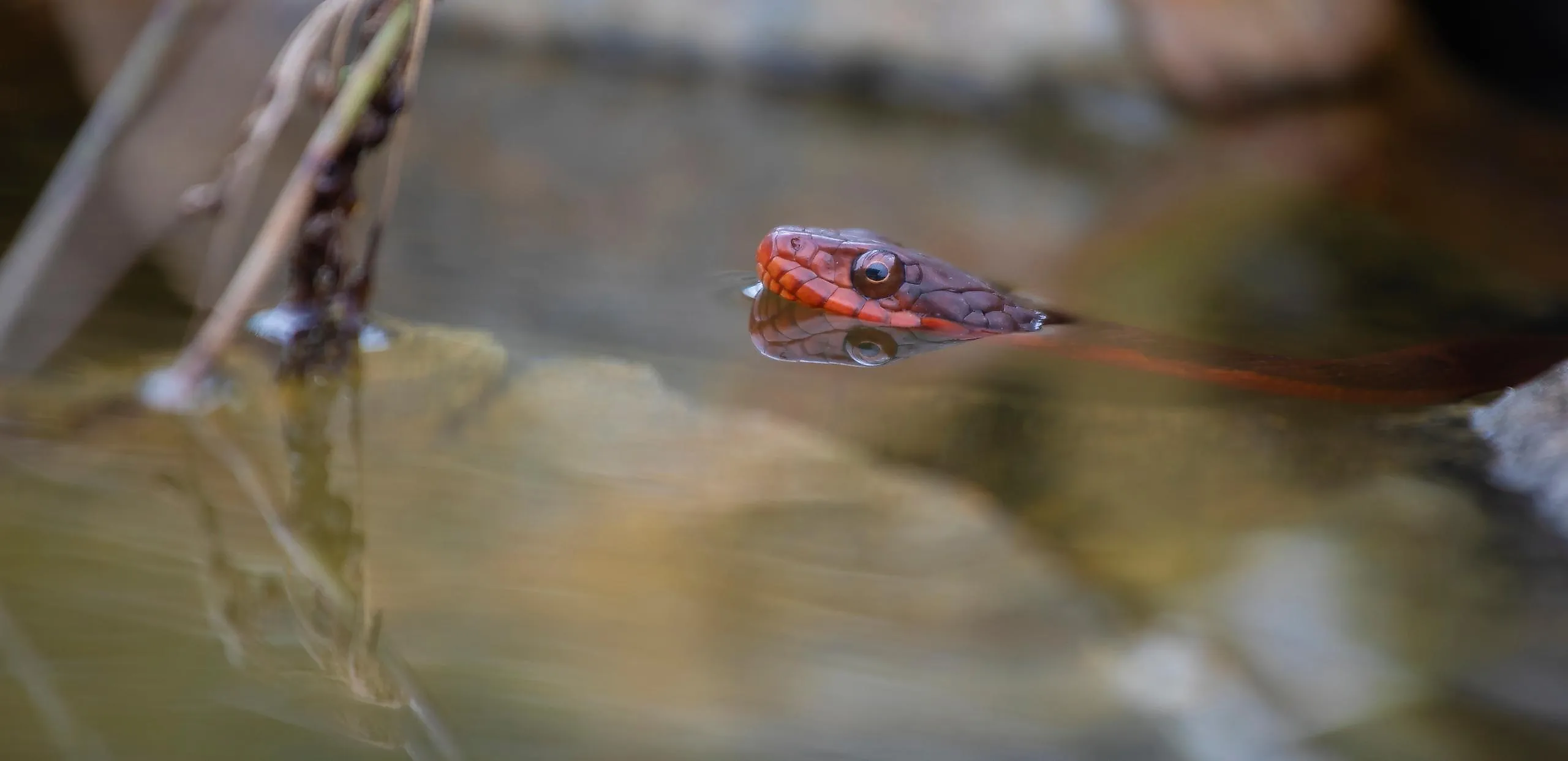 Red-bellied water snake
