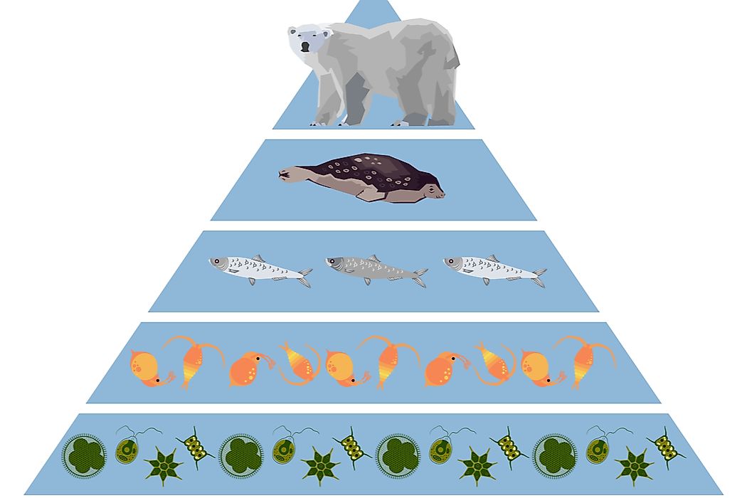 Secondary consumers rely on other animals for food.