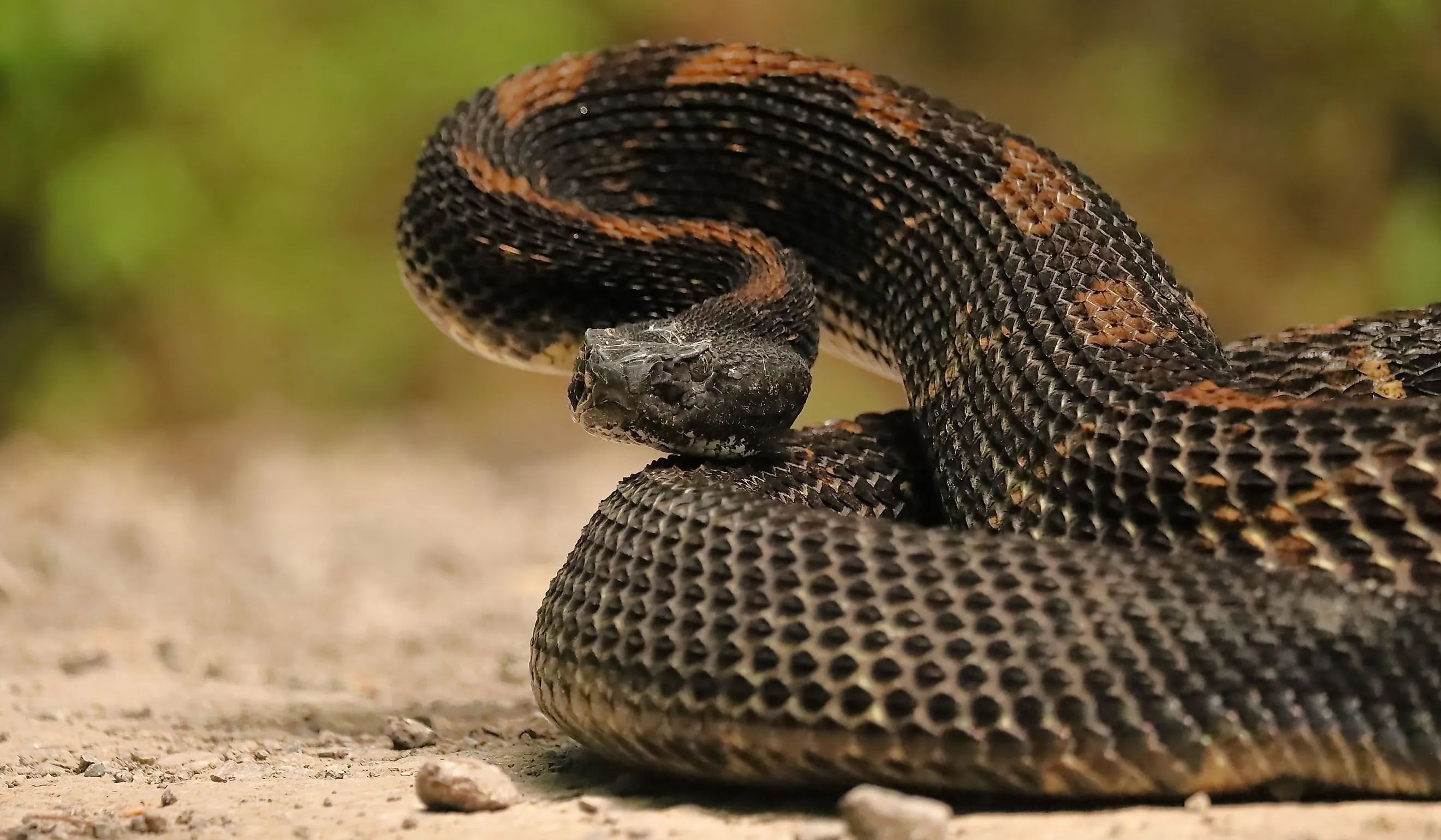 Gorgeous Timber Rattlesnake.