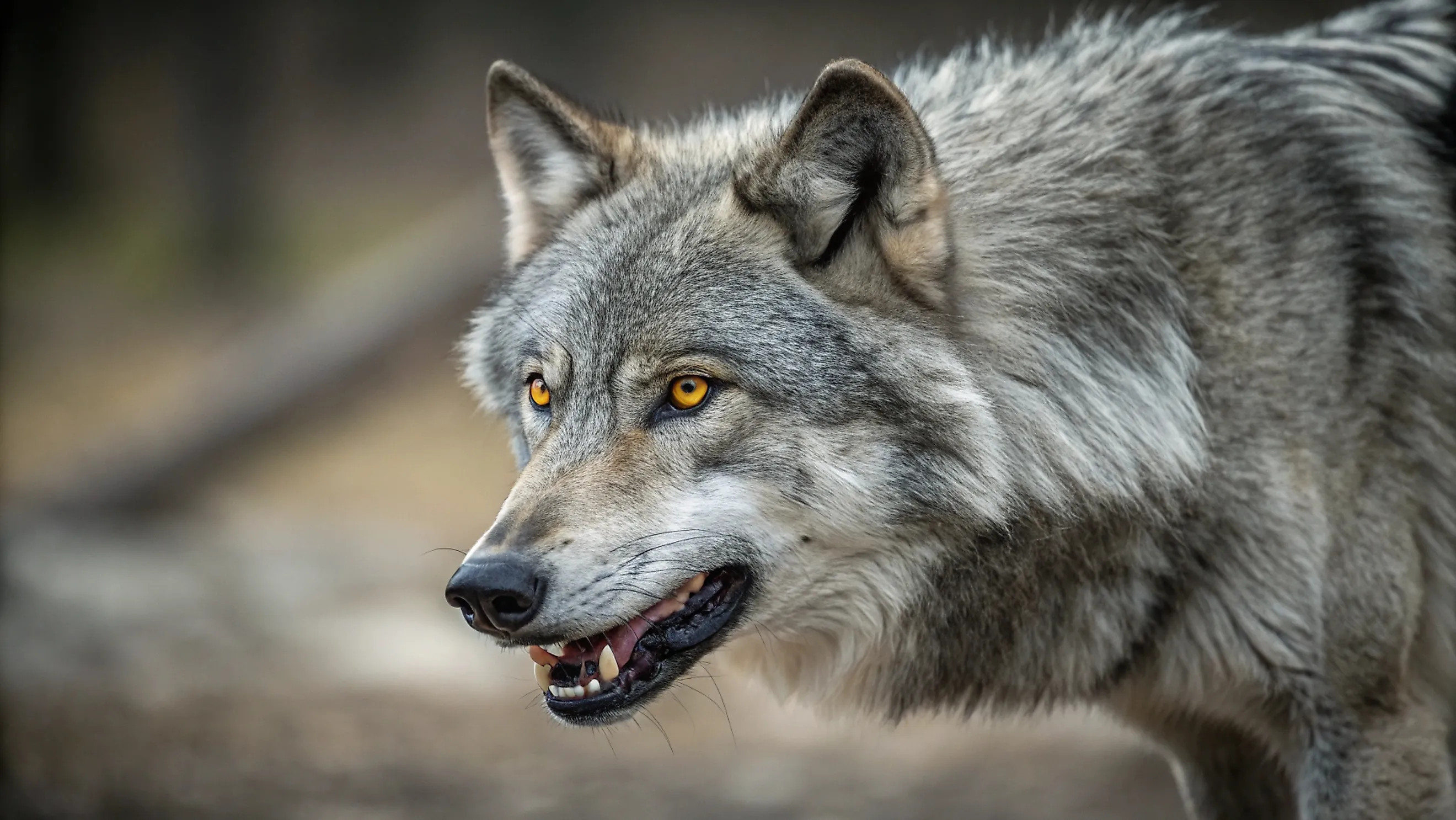 A close up shot of a Gray Wolf (Canis lupus). Credit: Arshad's View / Shutterstock