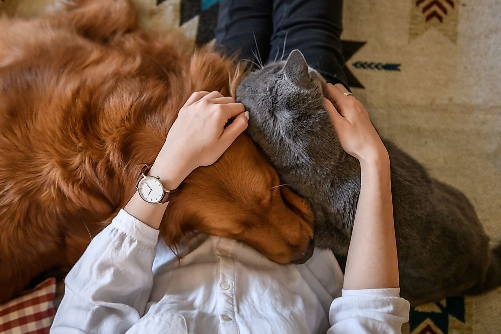 As one would expect, dogs are the most popular pets in the United States, with almost 50 million households owning at least one dog.