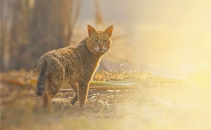 The 15 Wild Cat Species Of India Worldatlas