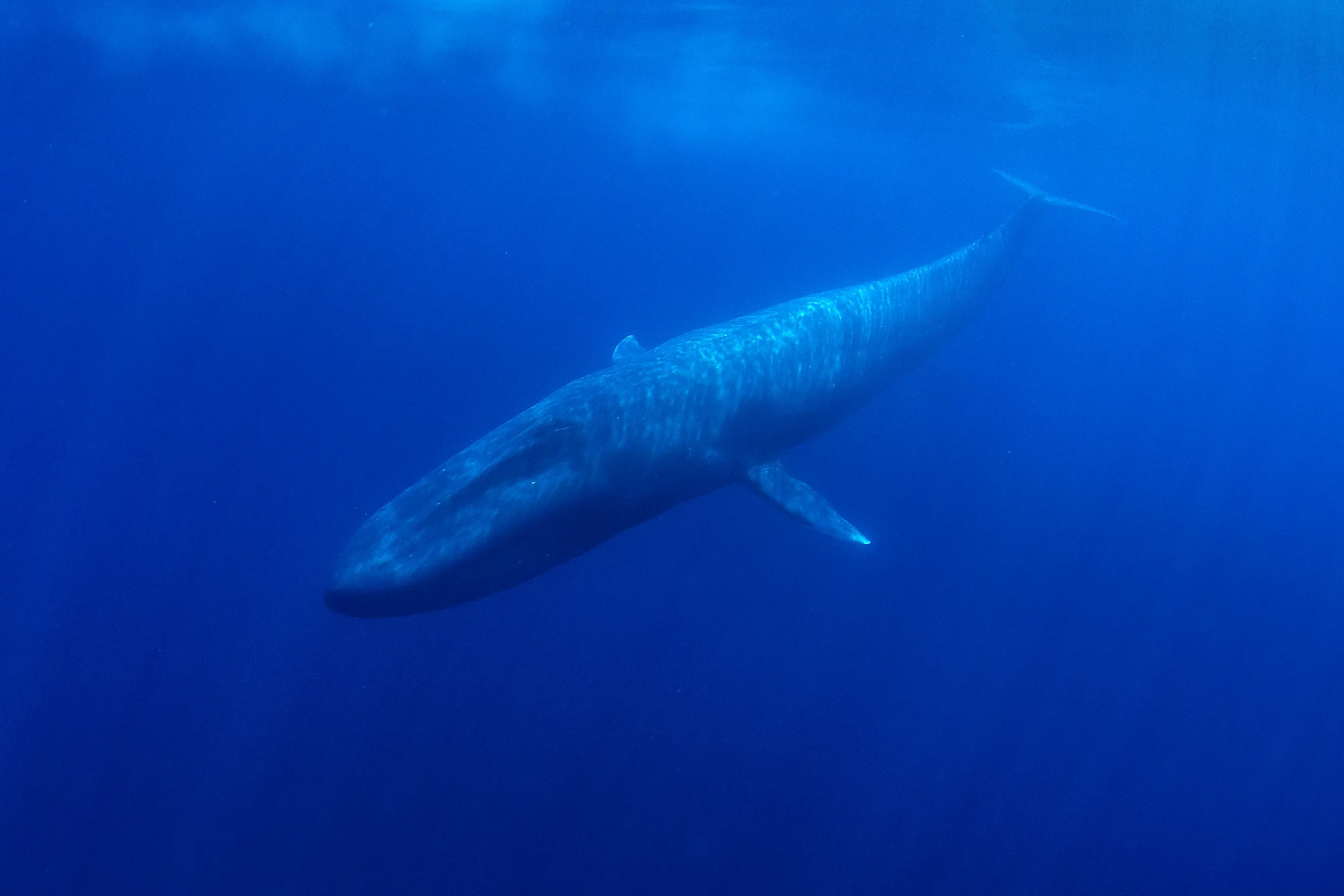 Blue Whale underwater. 