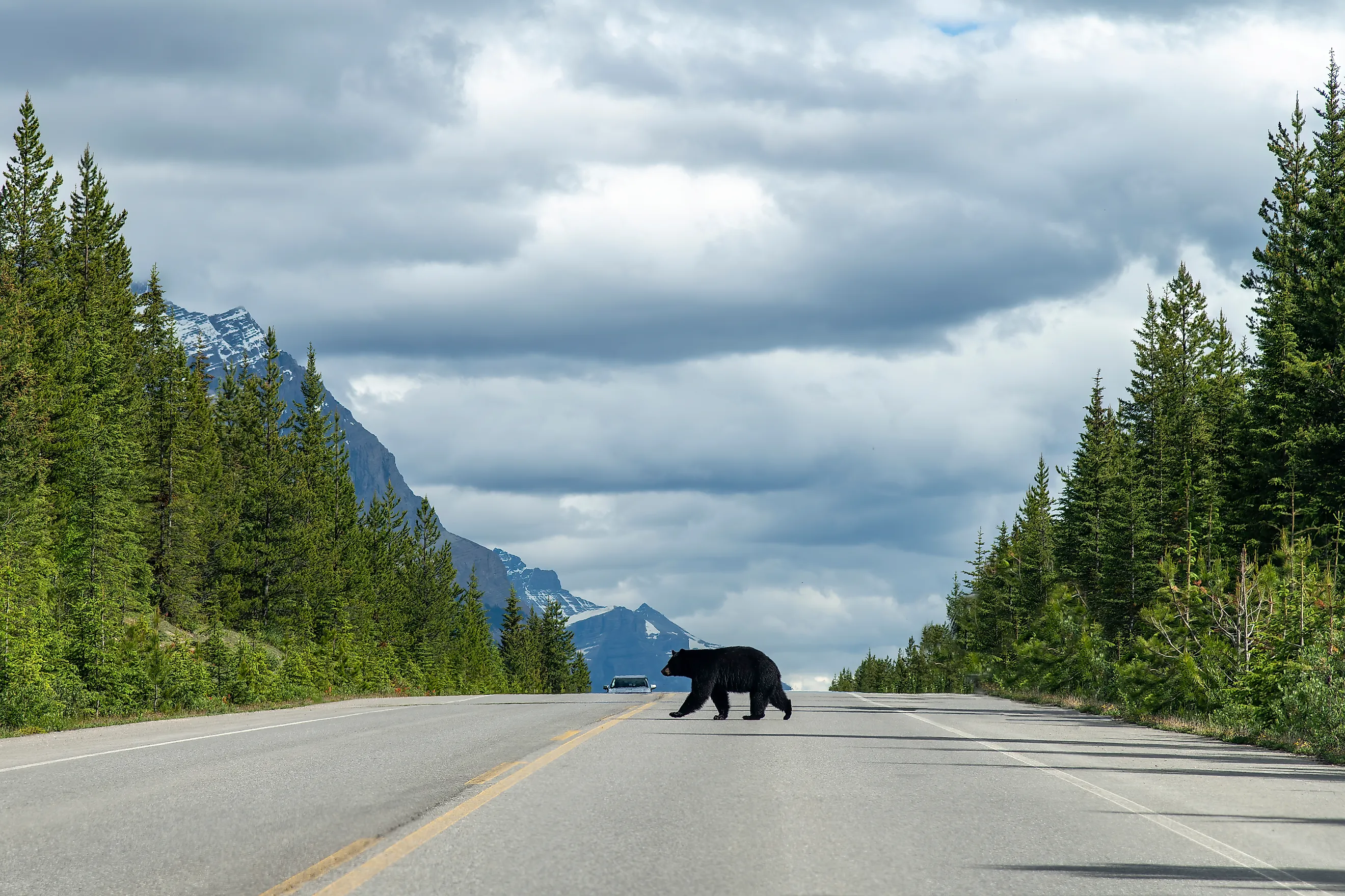 View over the length of the road of the Icefields Parkway, Alberta, Canada.