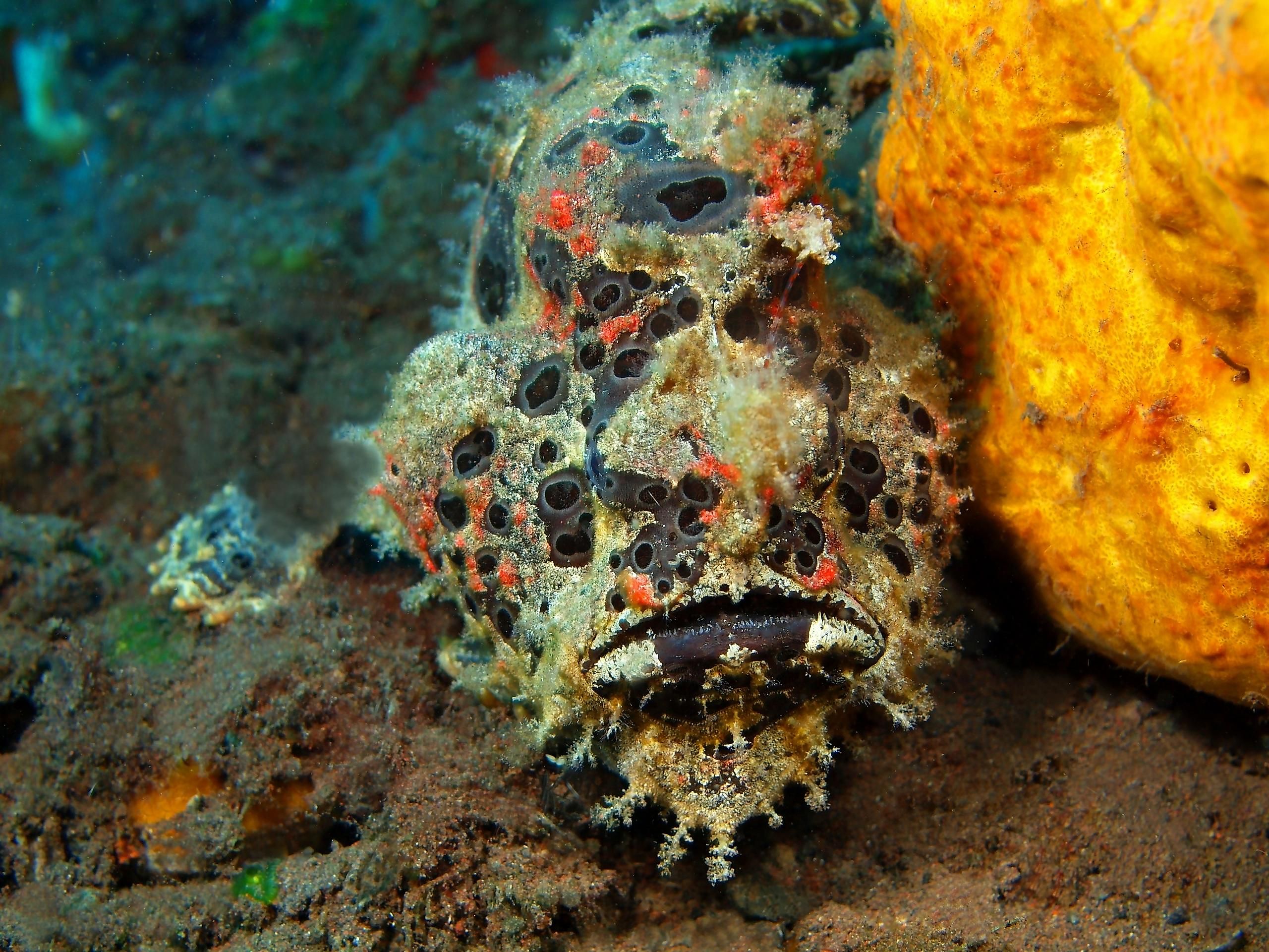 Anglerfish, Island Bali, Tulamben, Indonesia