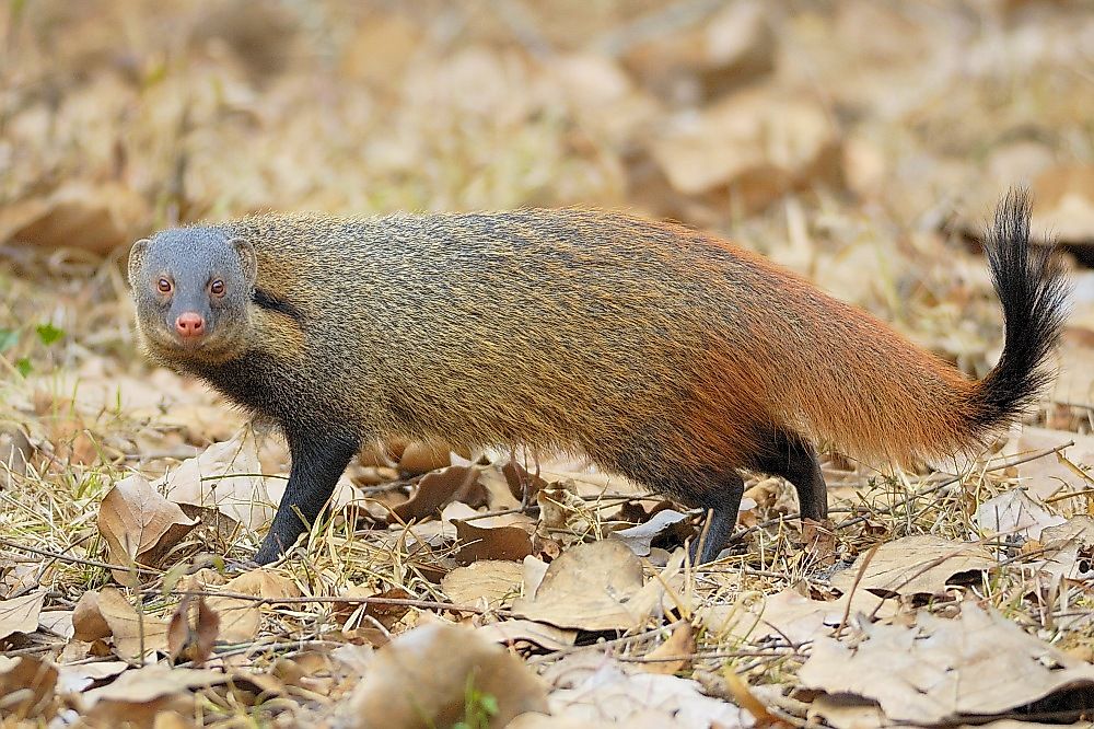 Stripe-necked mongoose.