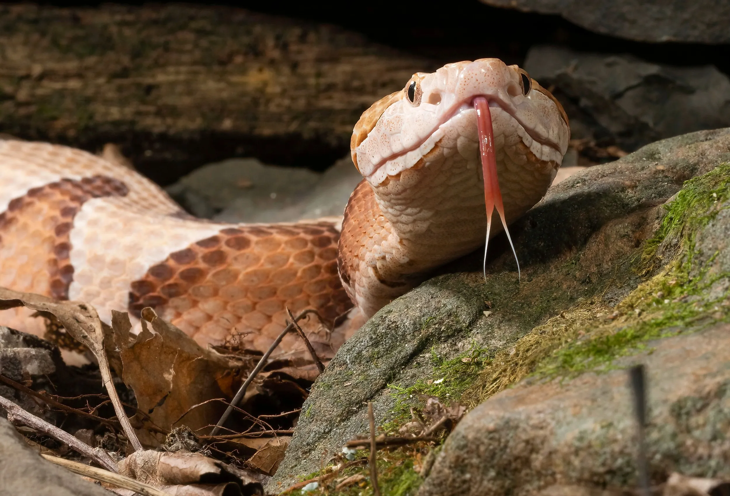 Close up of a Southern Copperhead.