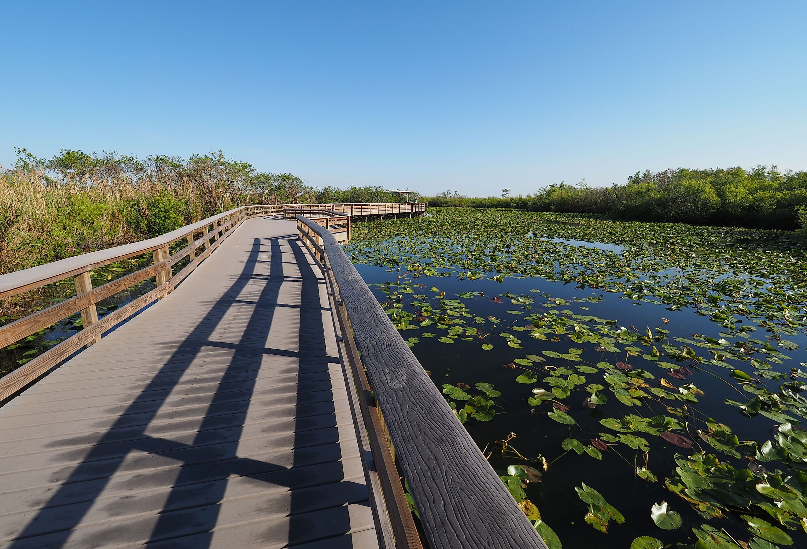 Anhinga Trail boardwalk over pond covered with water lilies in Everglades National Park, Florida.