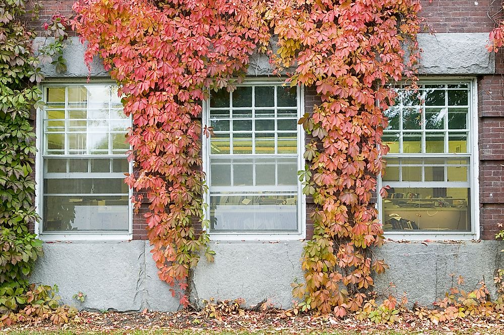 Vines covering a part of Dartmouth College.