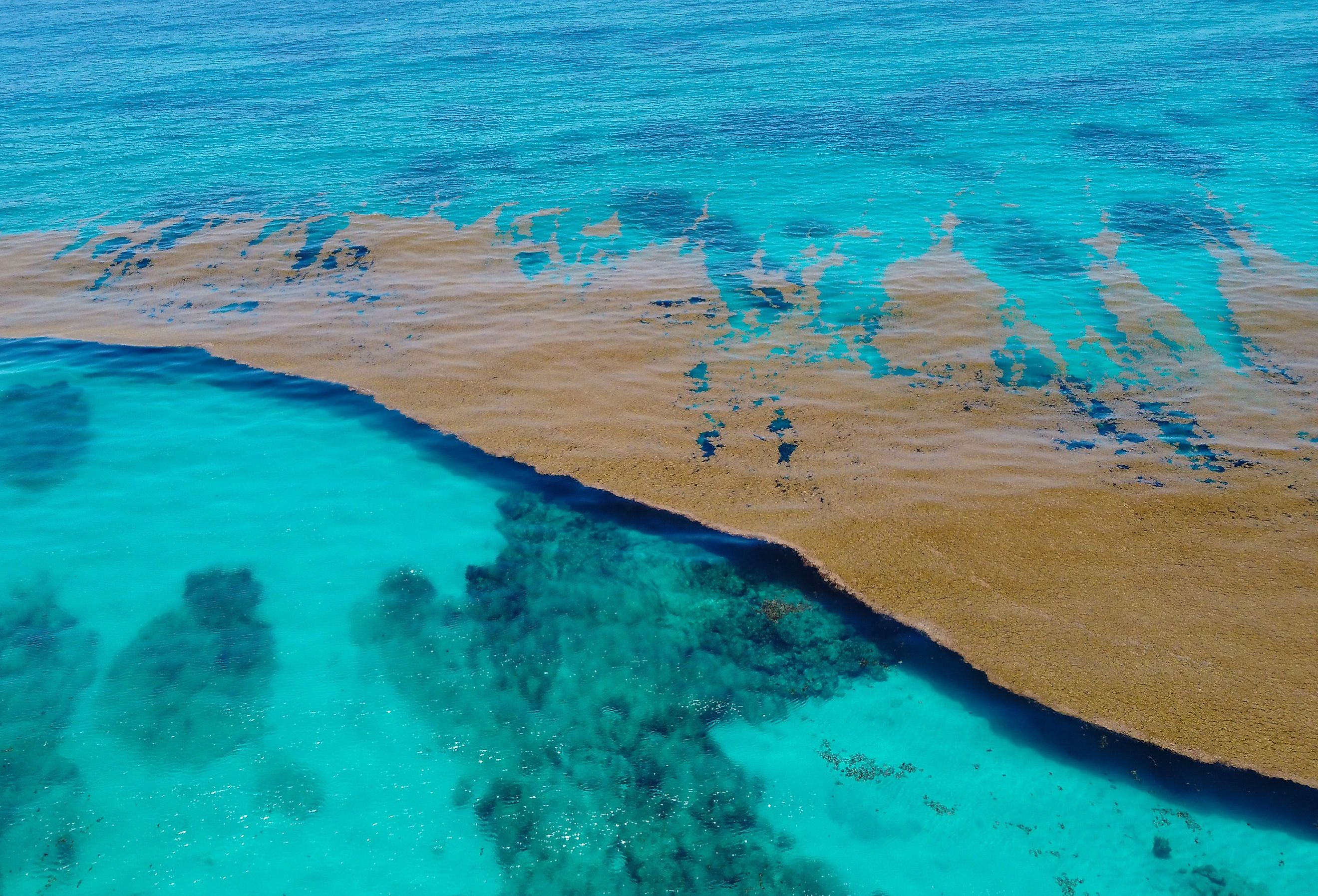 Caribbean sea covered by Sargasso algae.