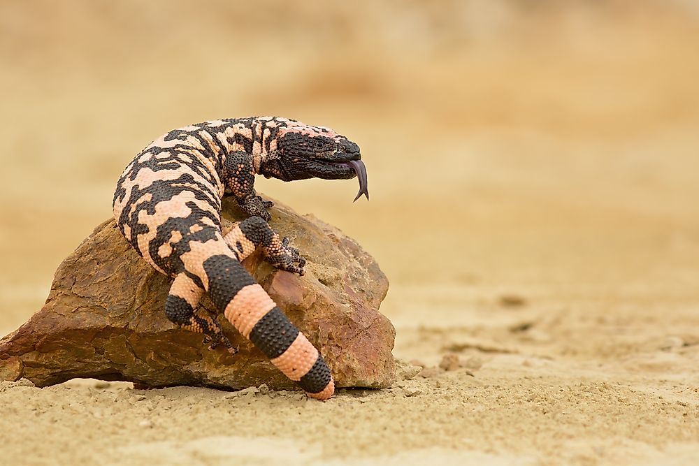 The Gila monster is named for the Gila River Basin.