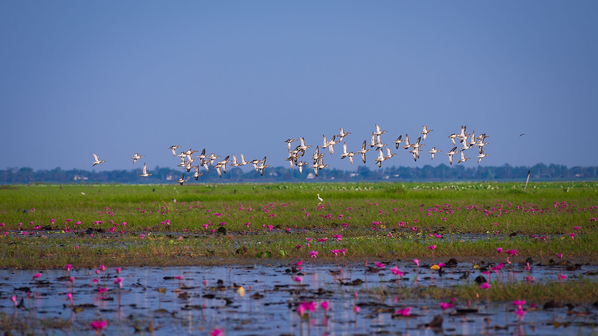 Migratory birds flying over a wetland area. Image credit: GoBOb/Shutterstock.com
