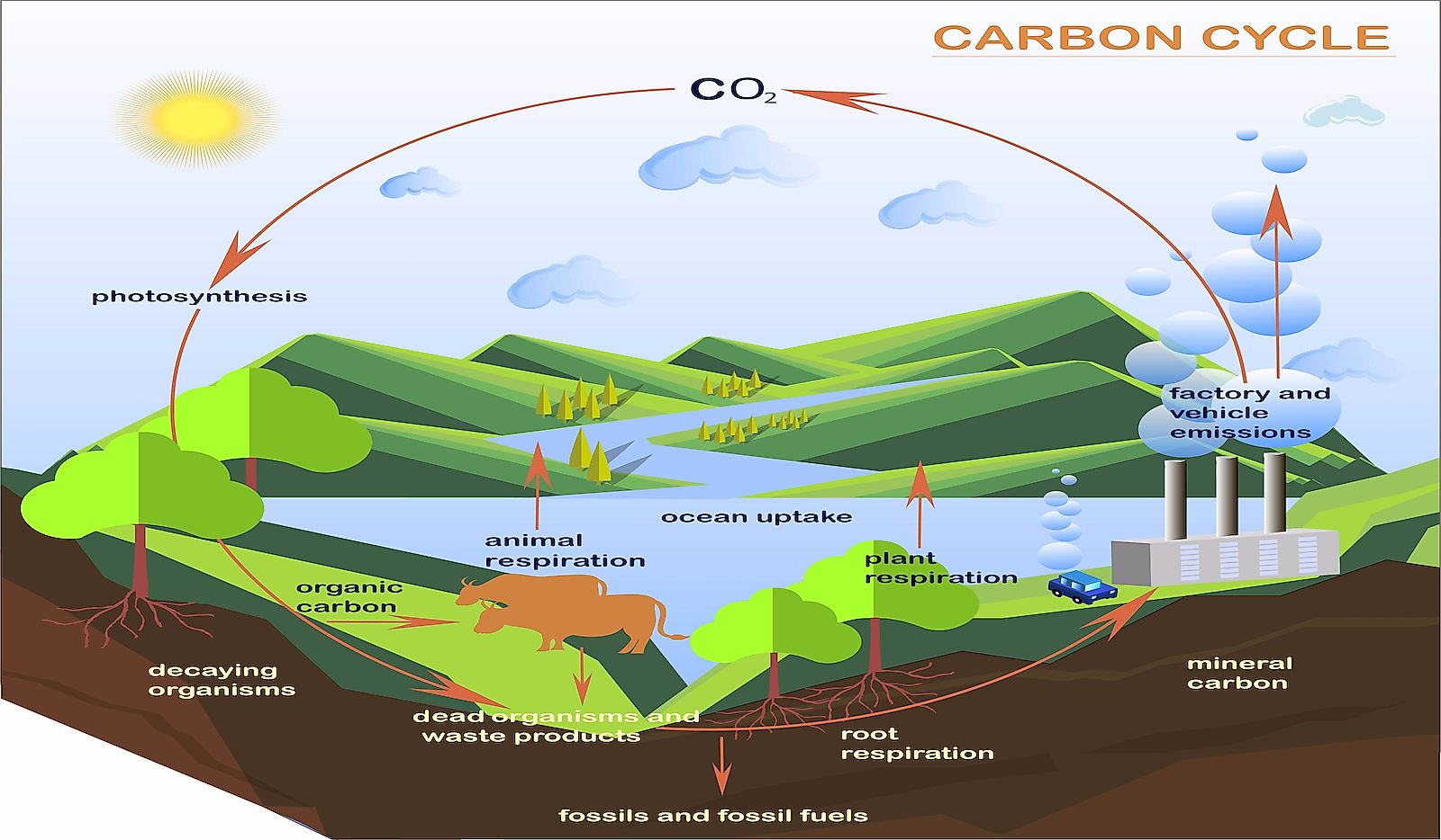A pictorial representation of the carbon cycle.