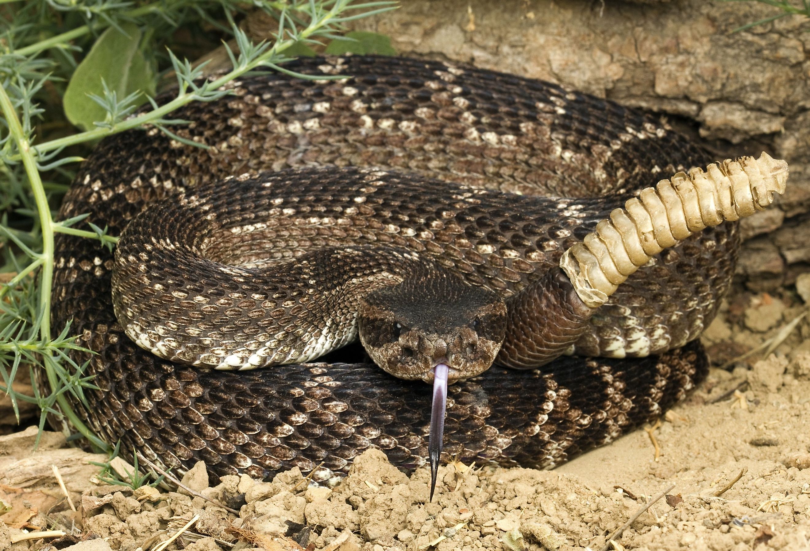 Southern Pacific Rattlesnake coiled up with its tail in the air.