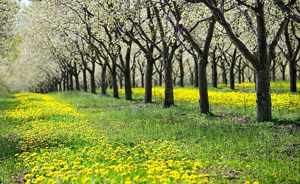 A cherry orchard in Traverse City, Michigan.