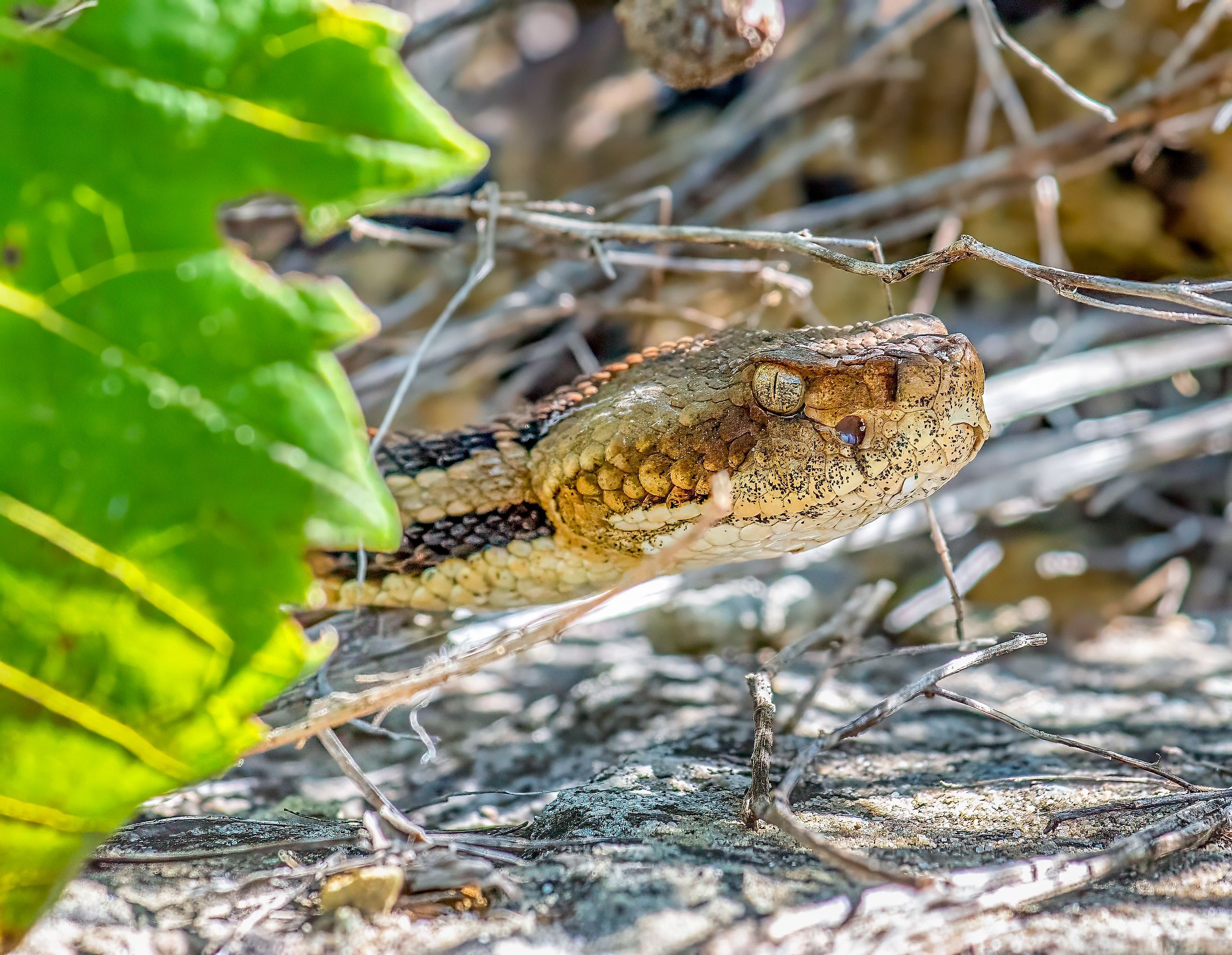 Timber rattlesnake