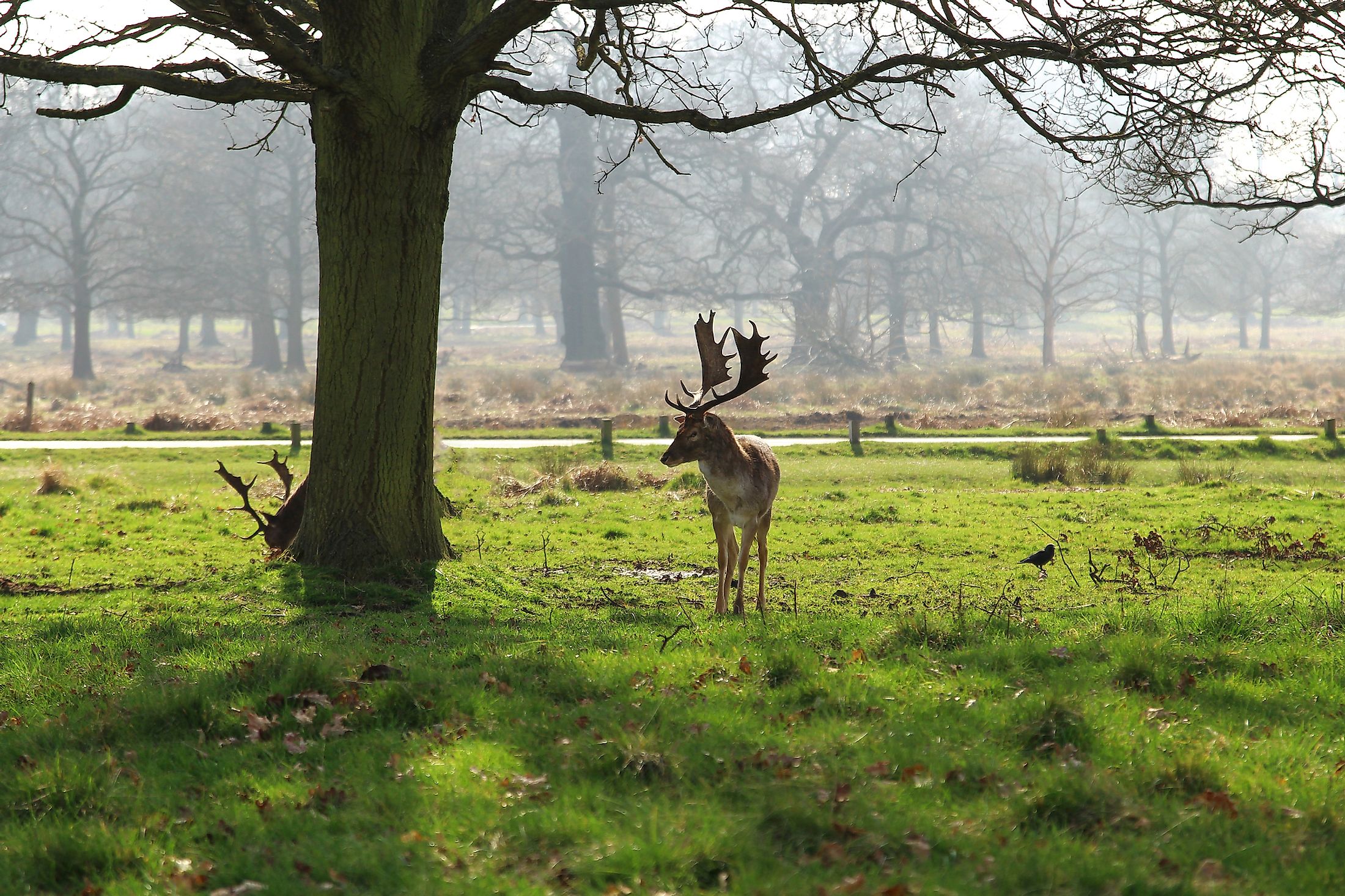 A deer in Richmond Park, London