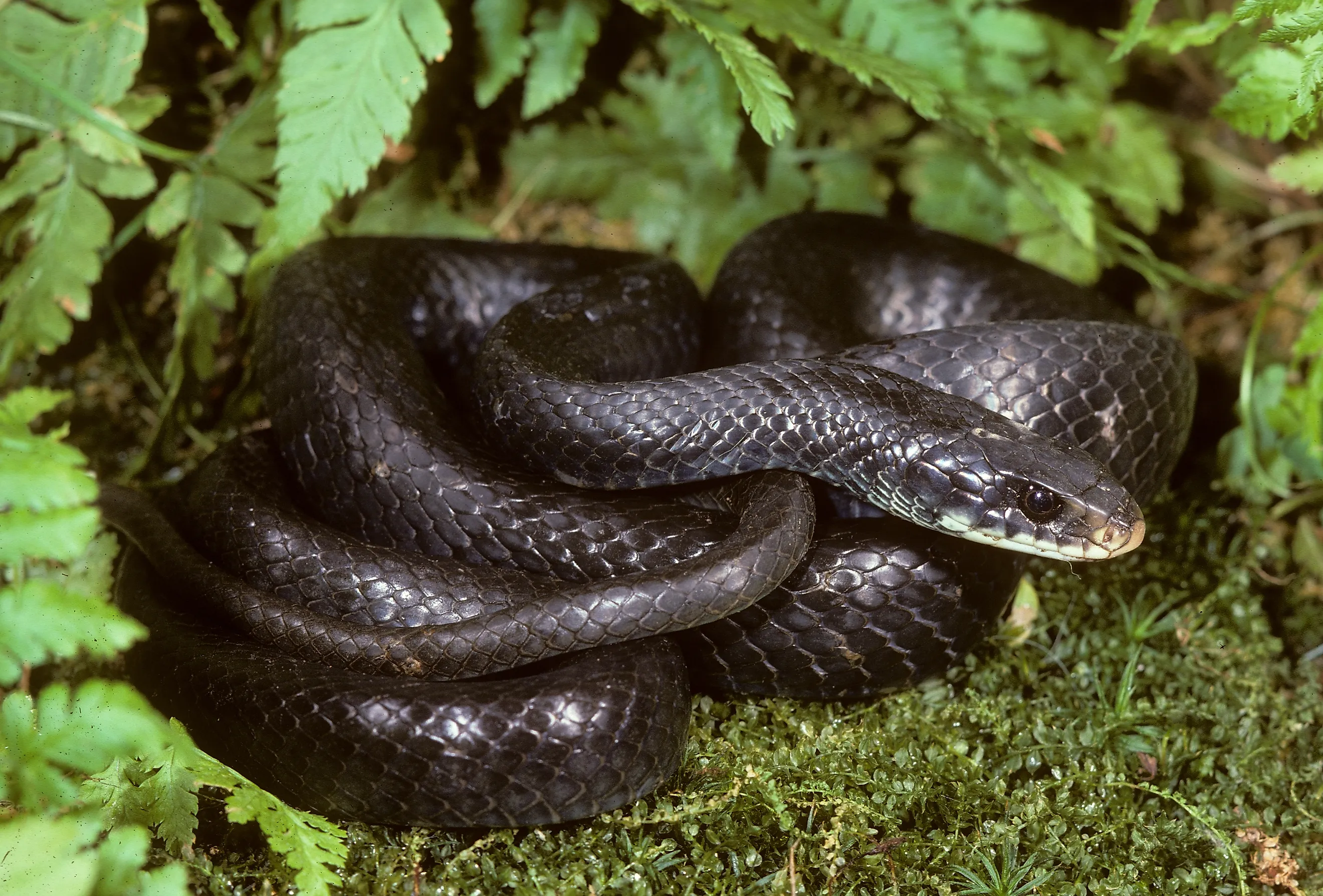 Northern Black Racer (Coluber constrictor)