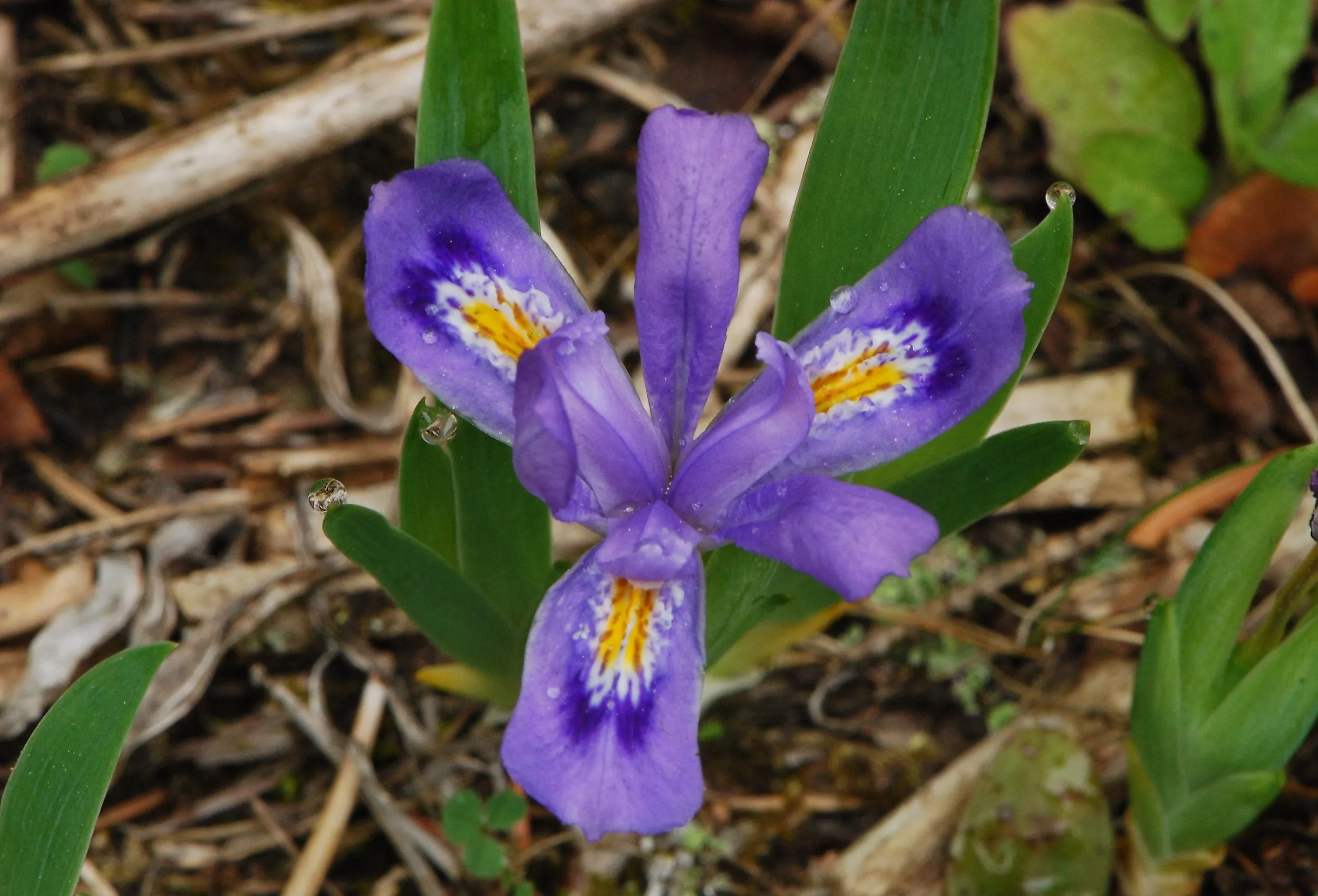 Dwarf Lake Iris (Iris lacustris). Image credit J M, CC BY-SA 2.0, via Wikimedia Commons