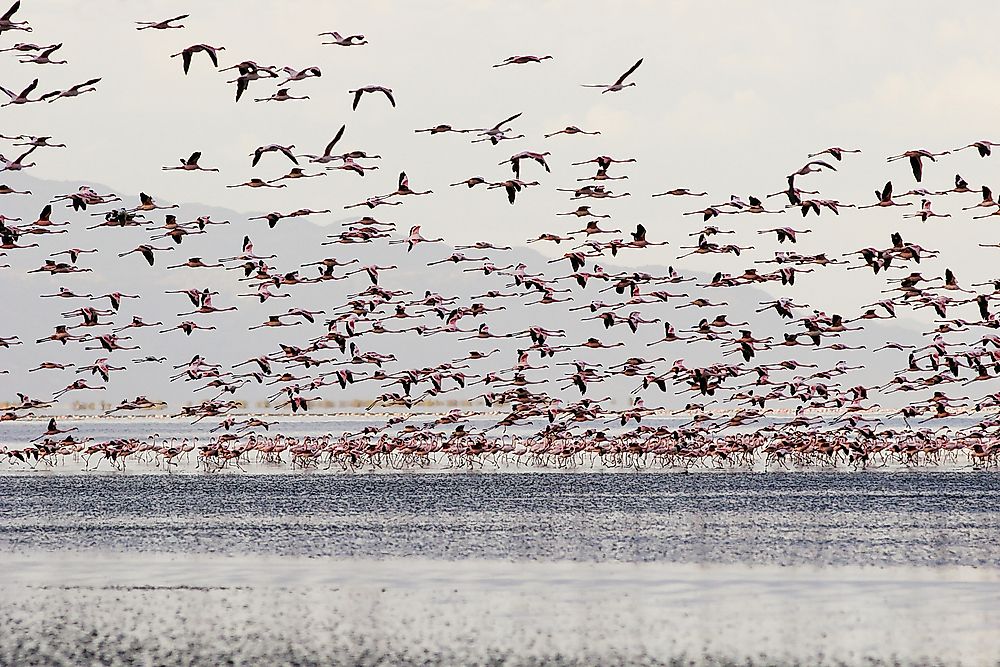 A flock of flamingoes on Lake Natron, Tanzania.