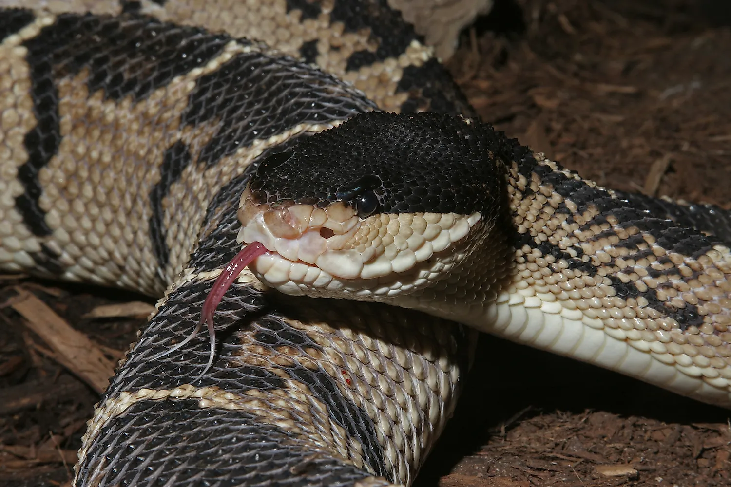 Venomous Snakes Of The Amazon Basin WorldAtlas