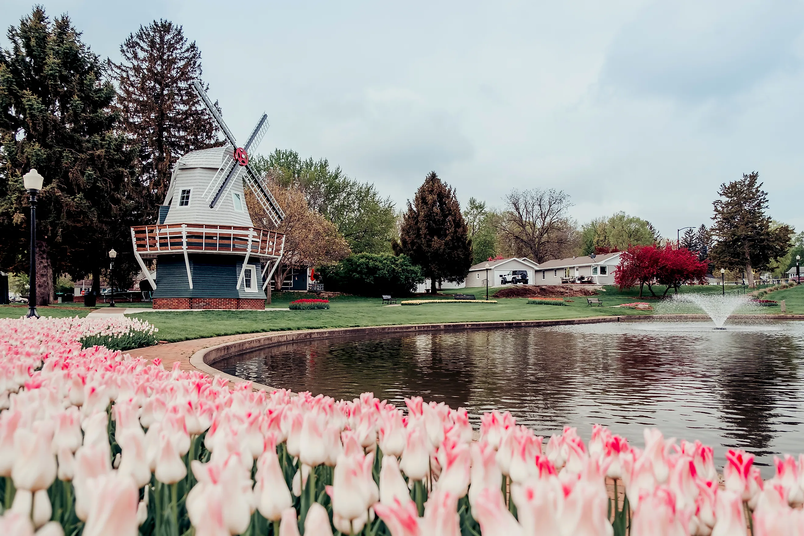 Tulips and windmill in Pella, Iowa.