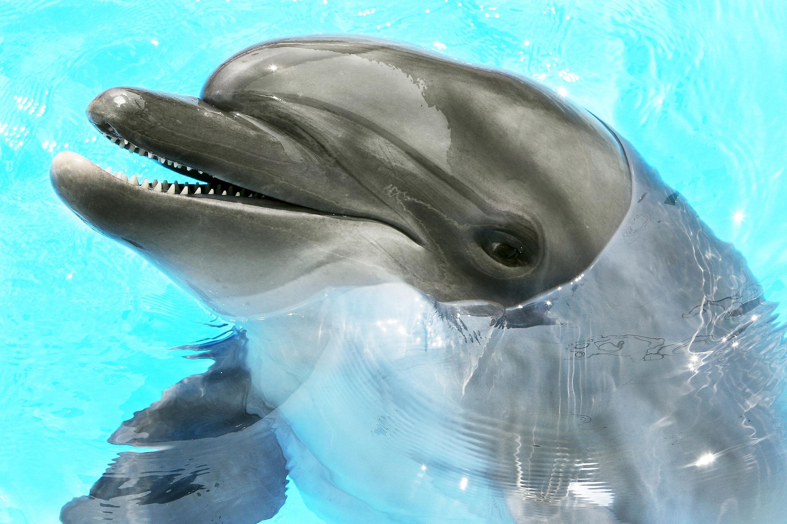 A dolphin in water