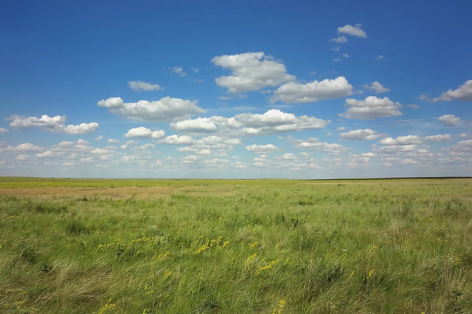 What Are Grasslands Worldatlas - vrogue.co