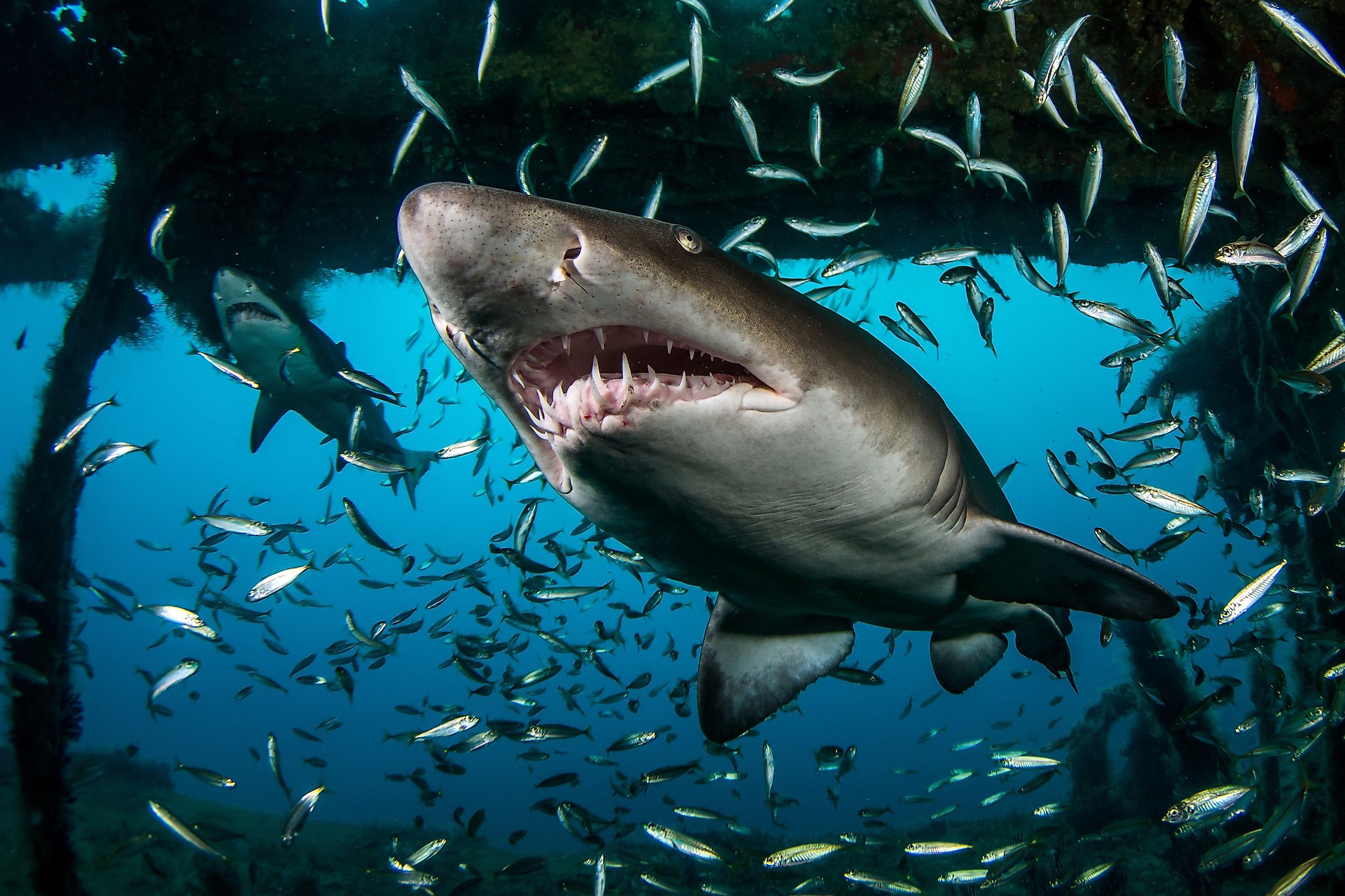 Two massive ragged tooth sharks swimming amidst a school of smaller fish.
