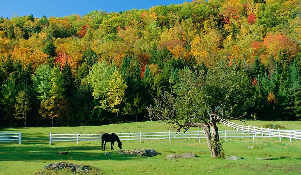 Horse grazing near Jackson, New Hampshire in the fall