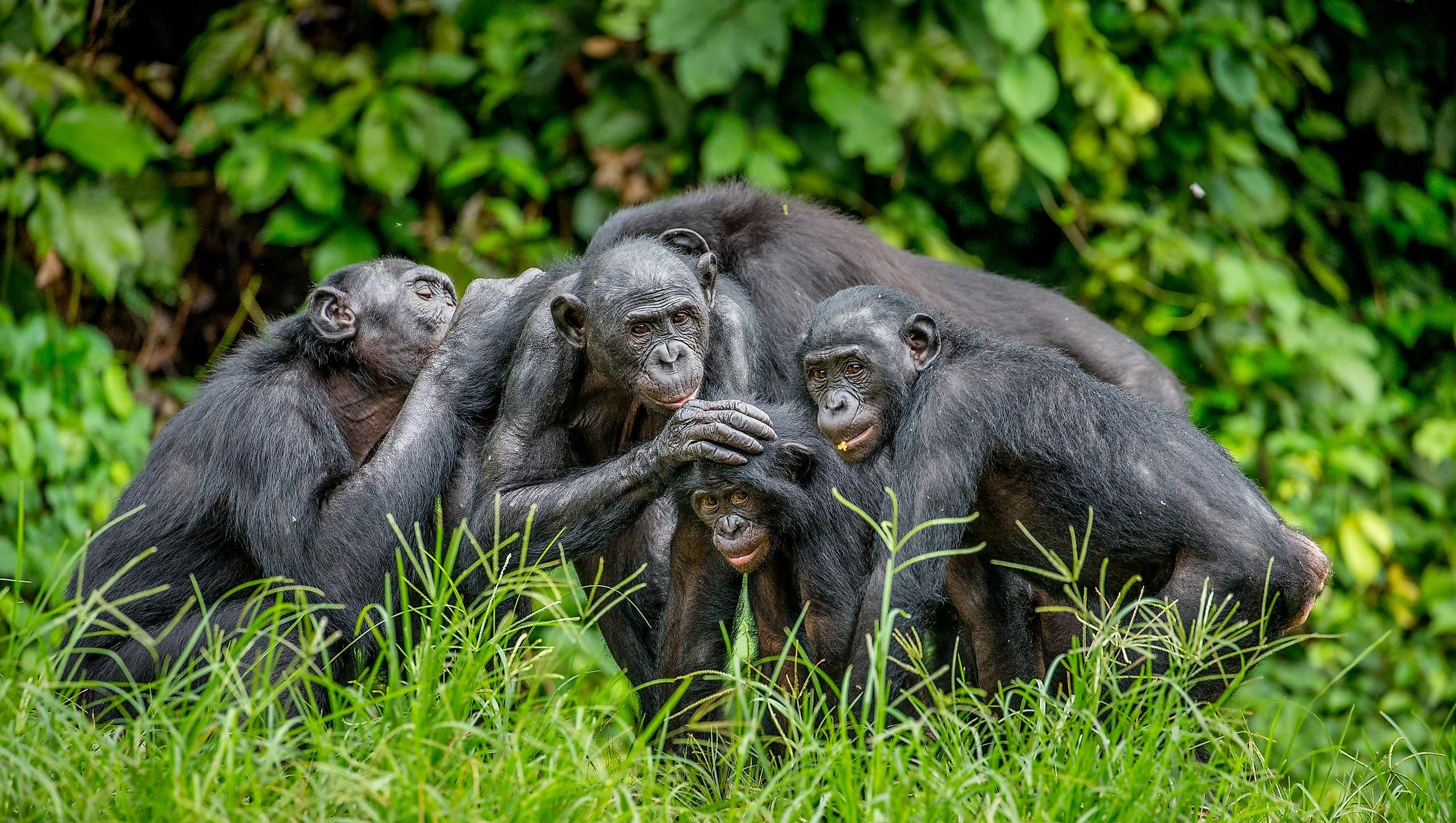 Bonobos make for an extremely unique example of domesticated animals.