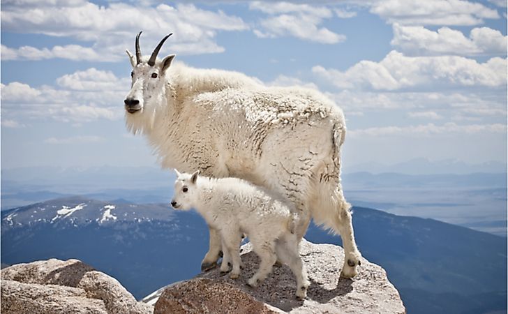 A pair of mountain goats stand proudly, high in the Rocky Mountains.