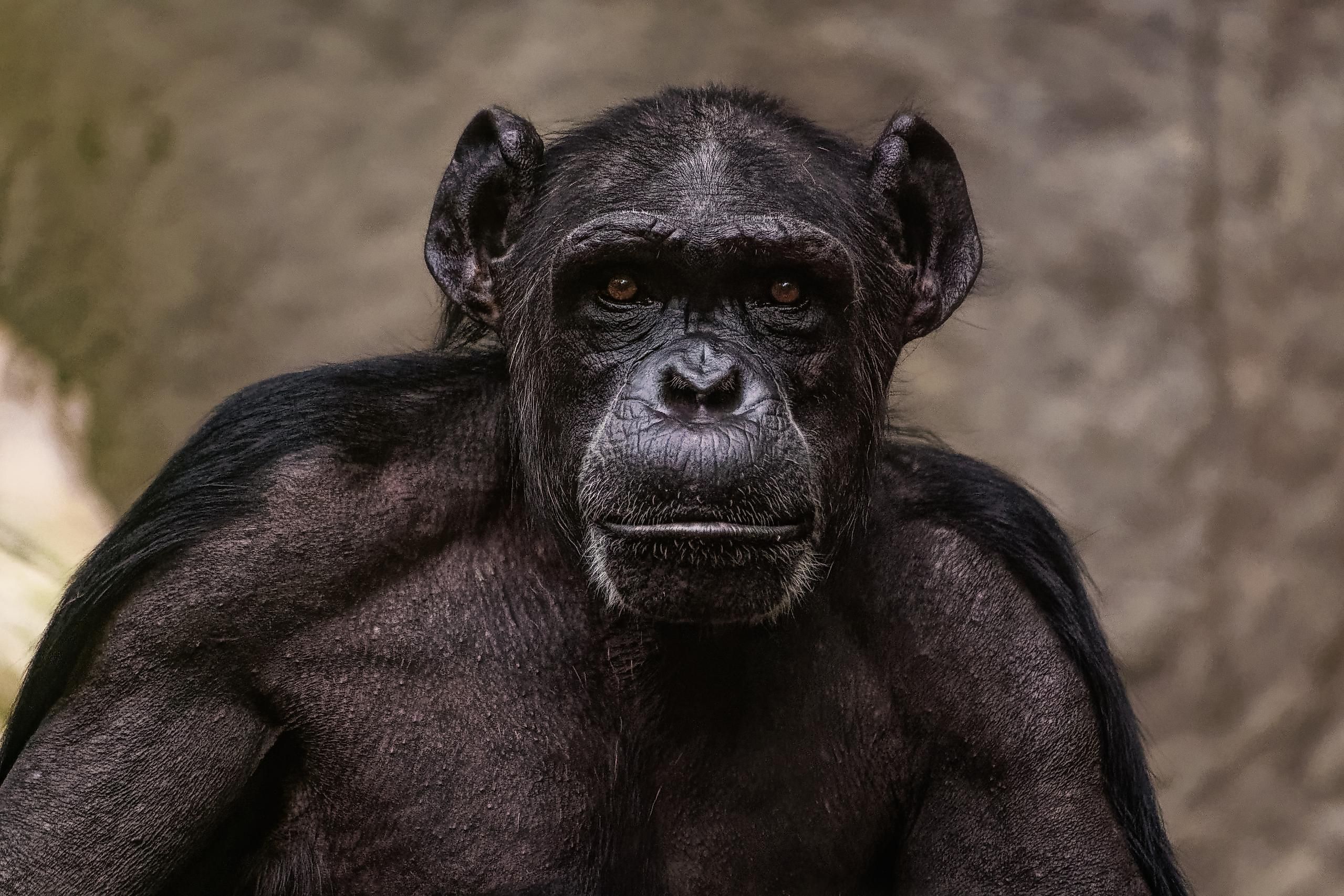 The Gombe Chimpanzee War was, just as its name implies, a war between two groups of chimpanzees that lasted for four years, from 1974 to 1978.