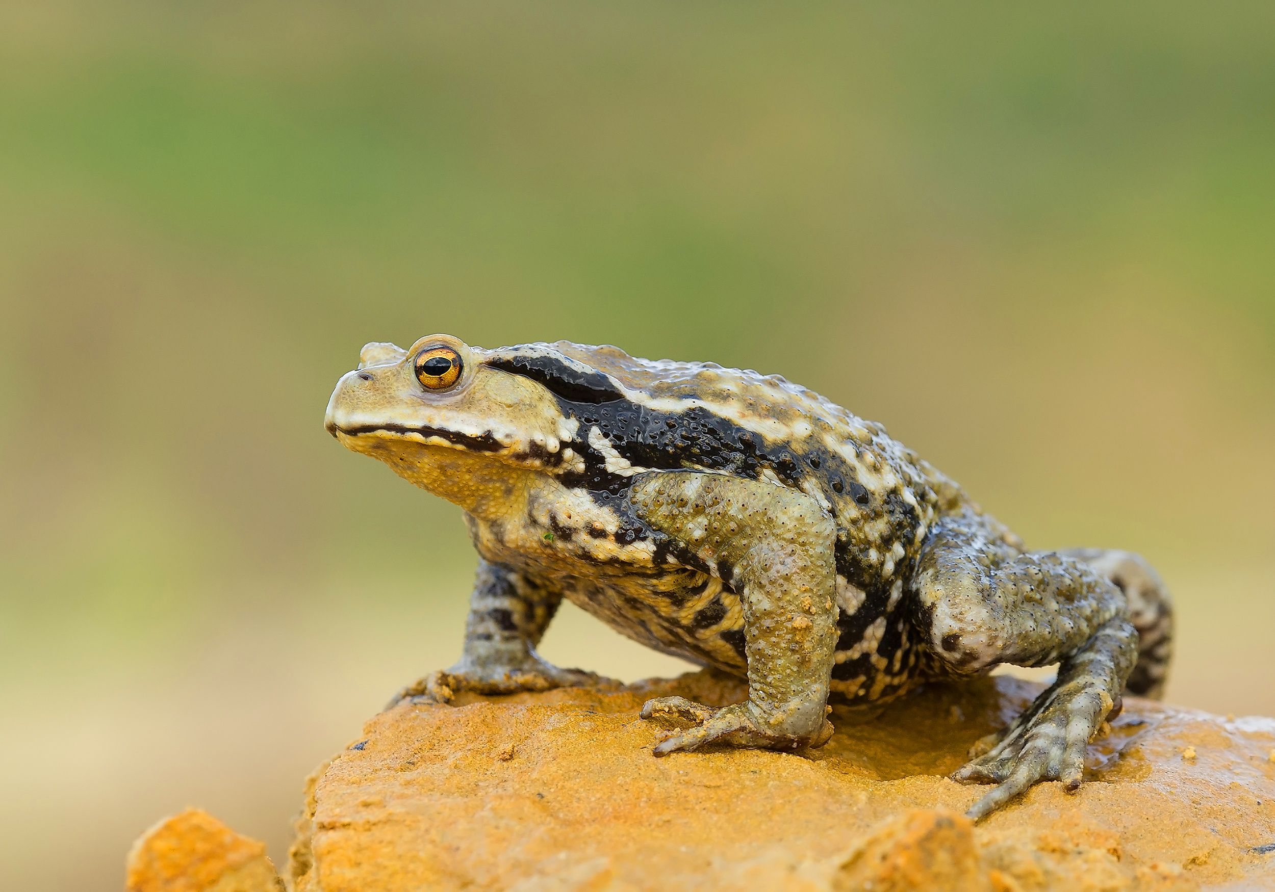 The Asiatic toad is one of many amphibians that can be found throughout Russia.