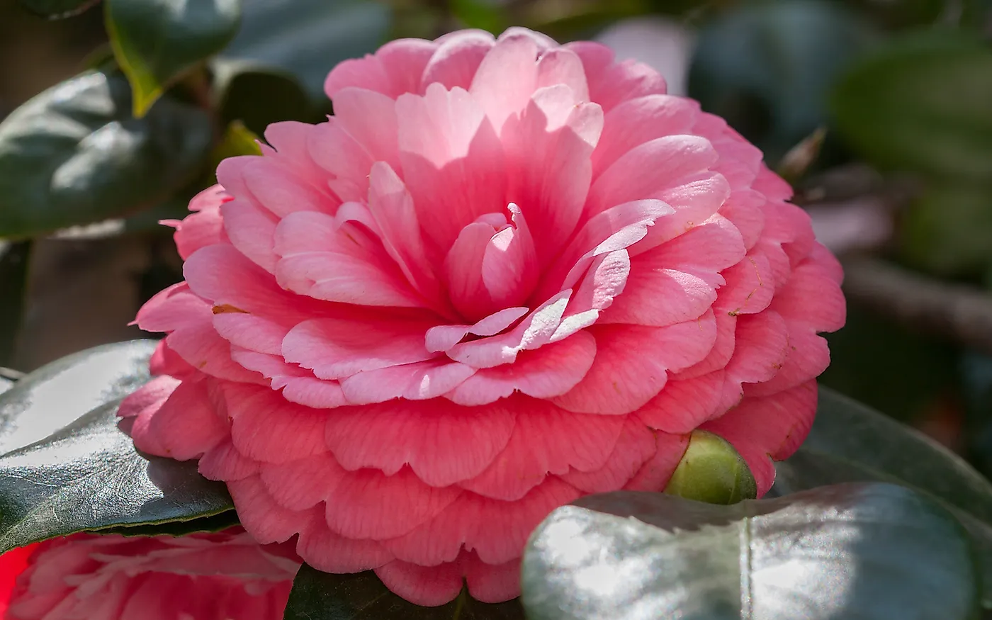 What Is The Rarest Flower In The World WorldAtlas what-is-the-rarest-flower-in-the-world-worldatlas