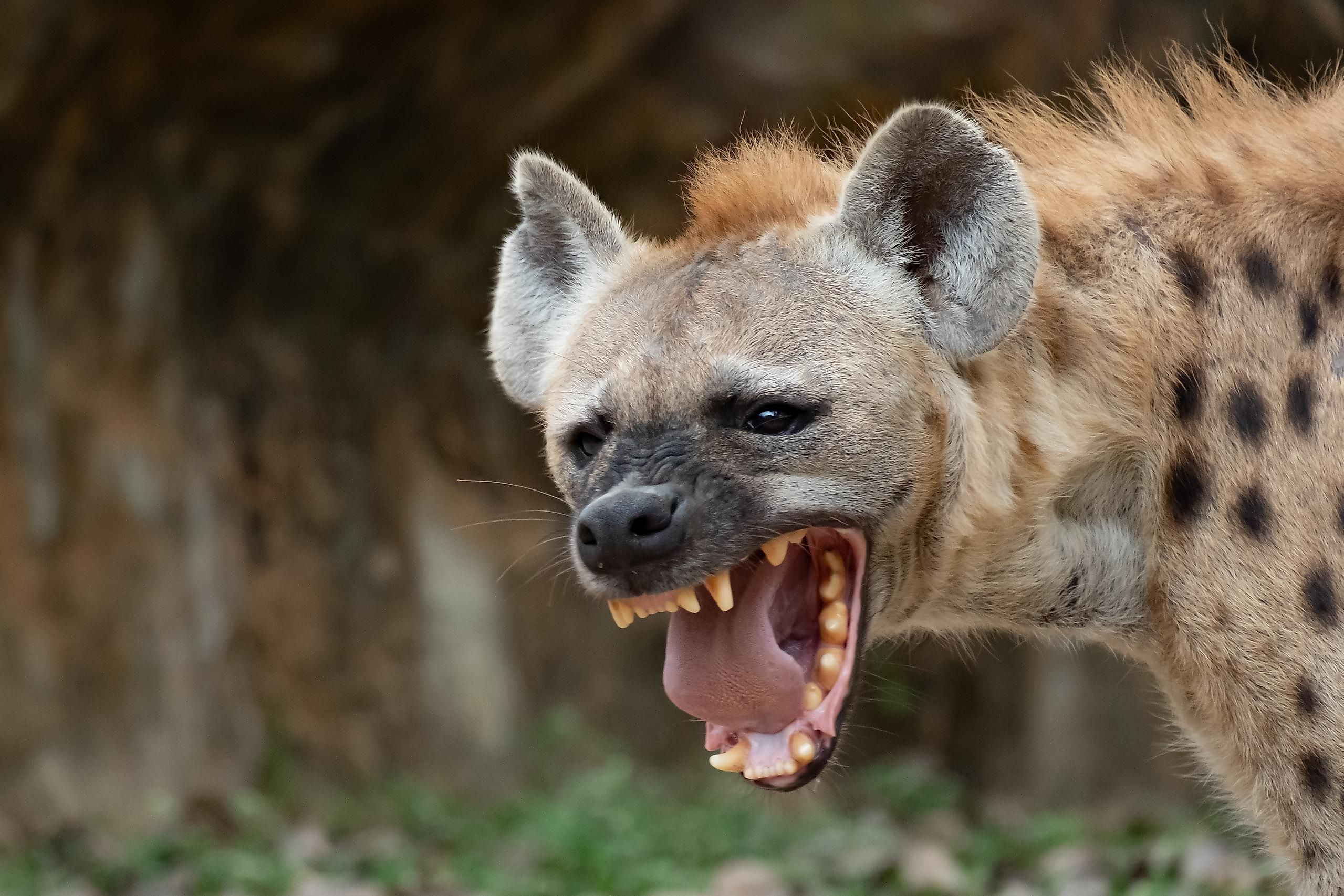 The hyena is Africa’s most common large carnivore.