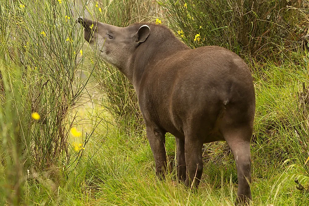A mountain tapir in Ecuador.