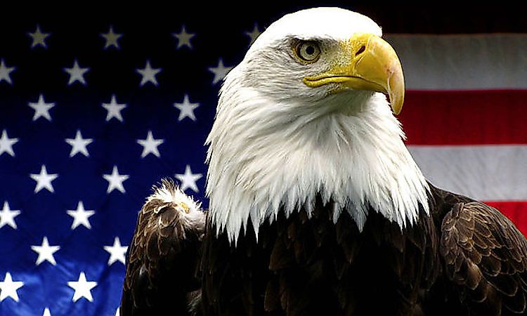 The bald eagle, the National Bird of the US.