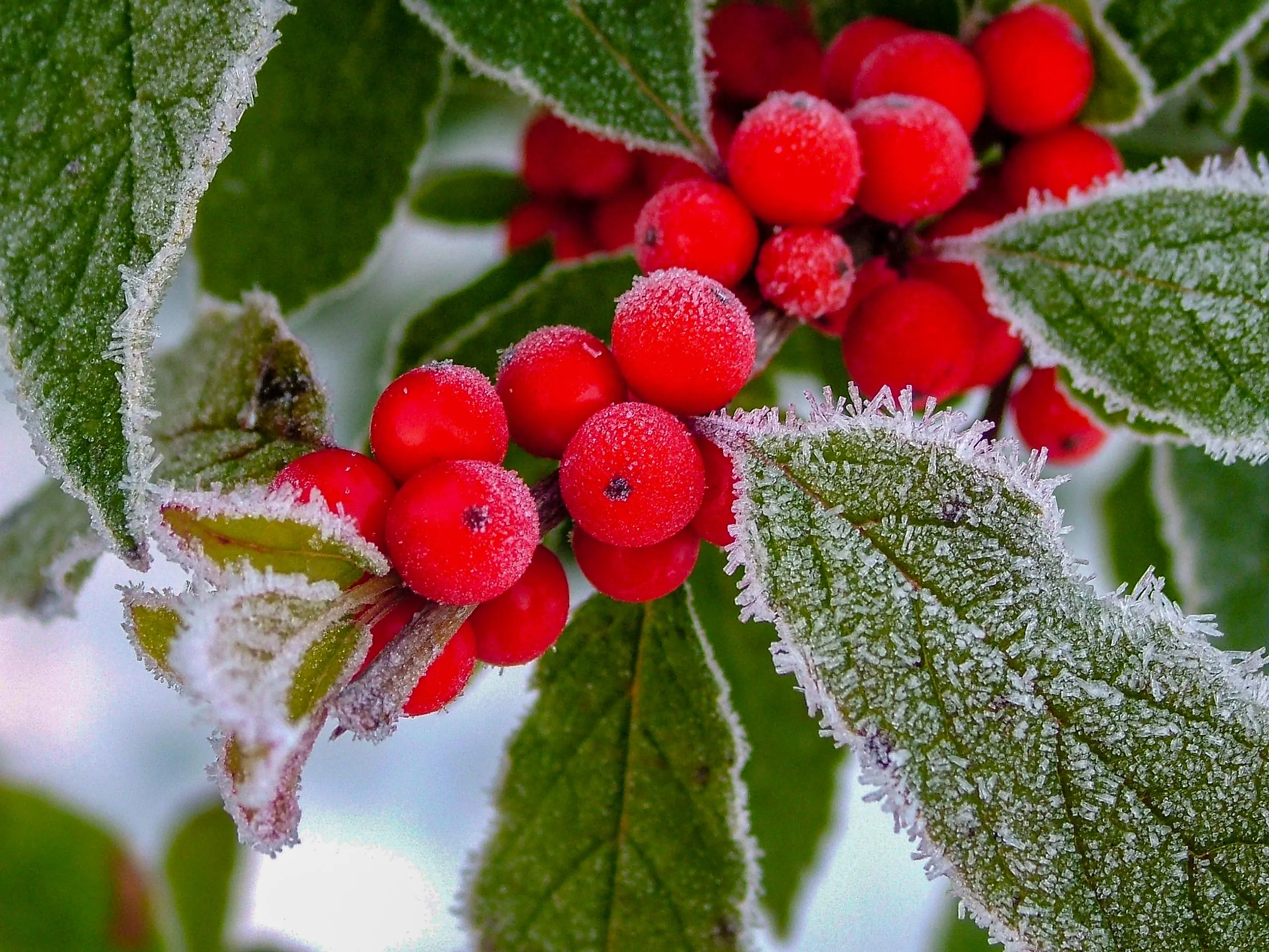 The 10 Most Poisonous Fruits In The World WorldAtlas the-10-most-poisonous-fruits-in-the-world-worldatlas